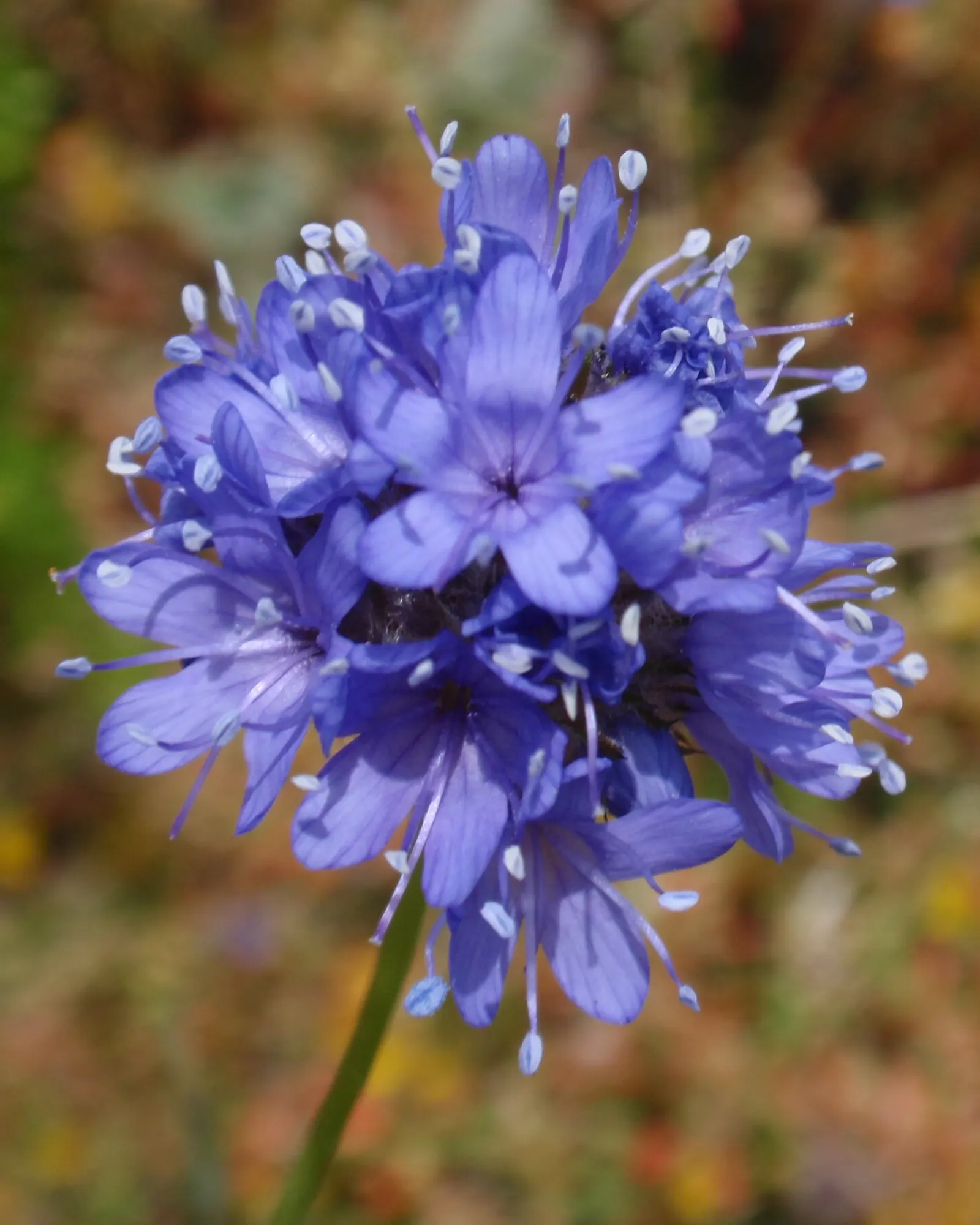 Blue Thimble Flower, Globe Gilia (Gilia Capitata) — The foliage spans roughly 6 inches across, while the stems stretch upwards, creating a light, airy feel