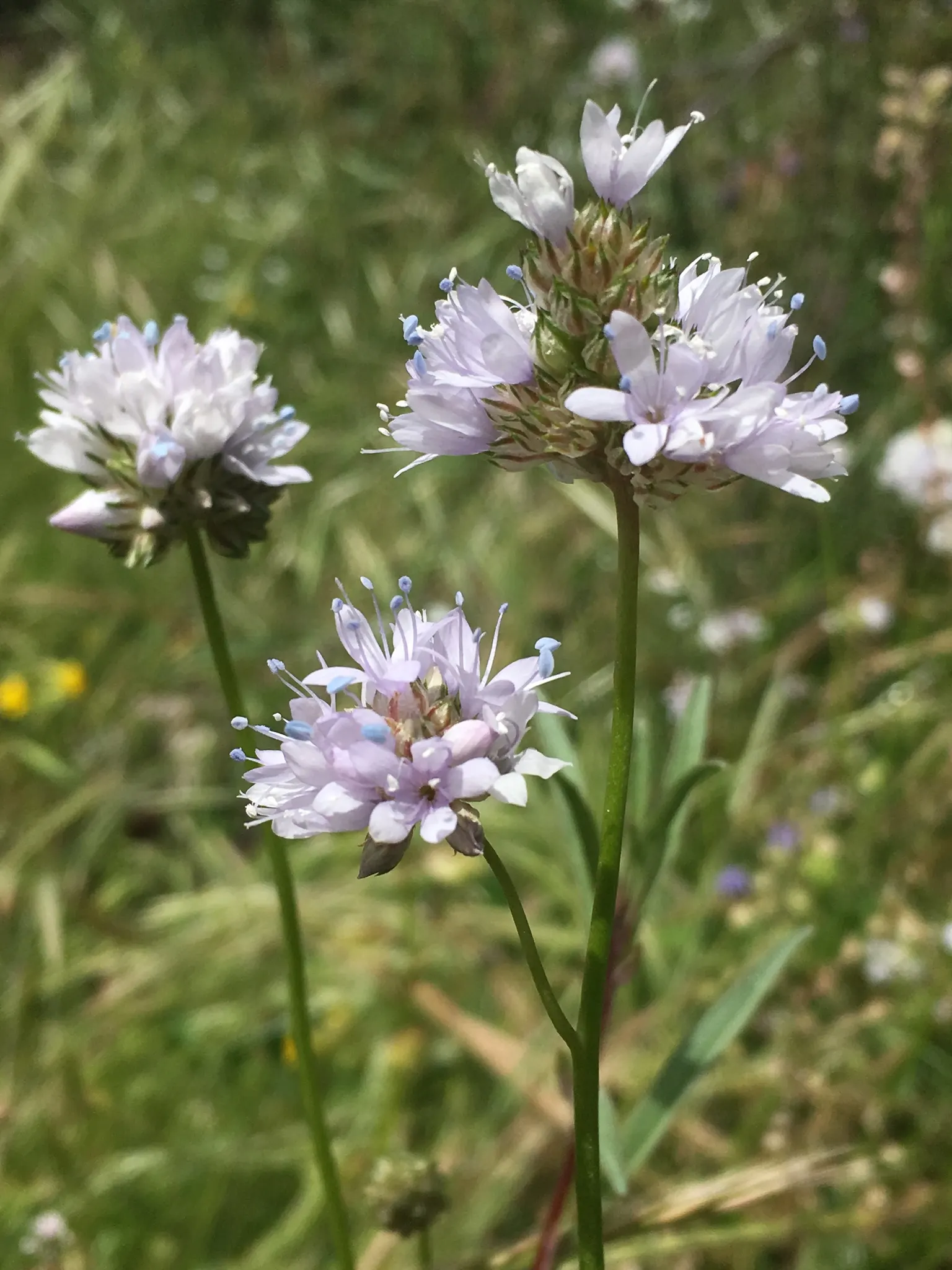 Blue Thimble Flower, Globe Gilia (Gilia Capitata) — reaching heights of 1-2 feet; the foliage spans roughly 6 inches across, while the stems, image 63