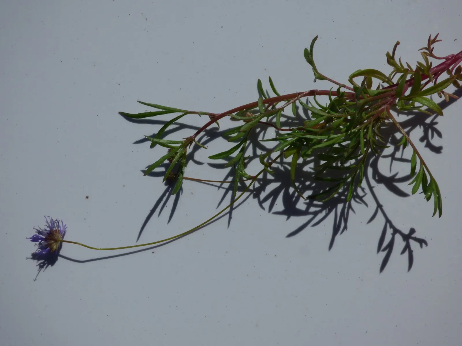 Blue Thimble Flower, Globe Gilia (Gilia Capitata) — slender stems which sprout from a rosette of lacy basal leaves