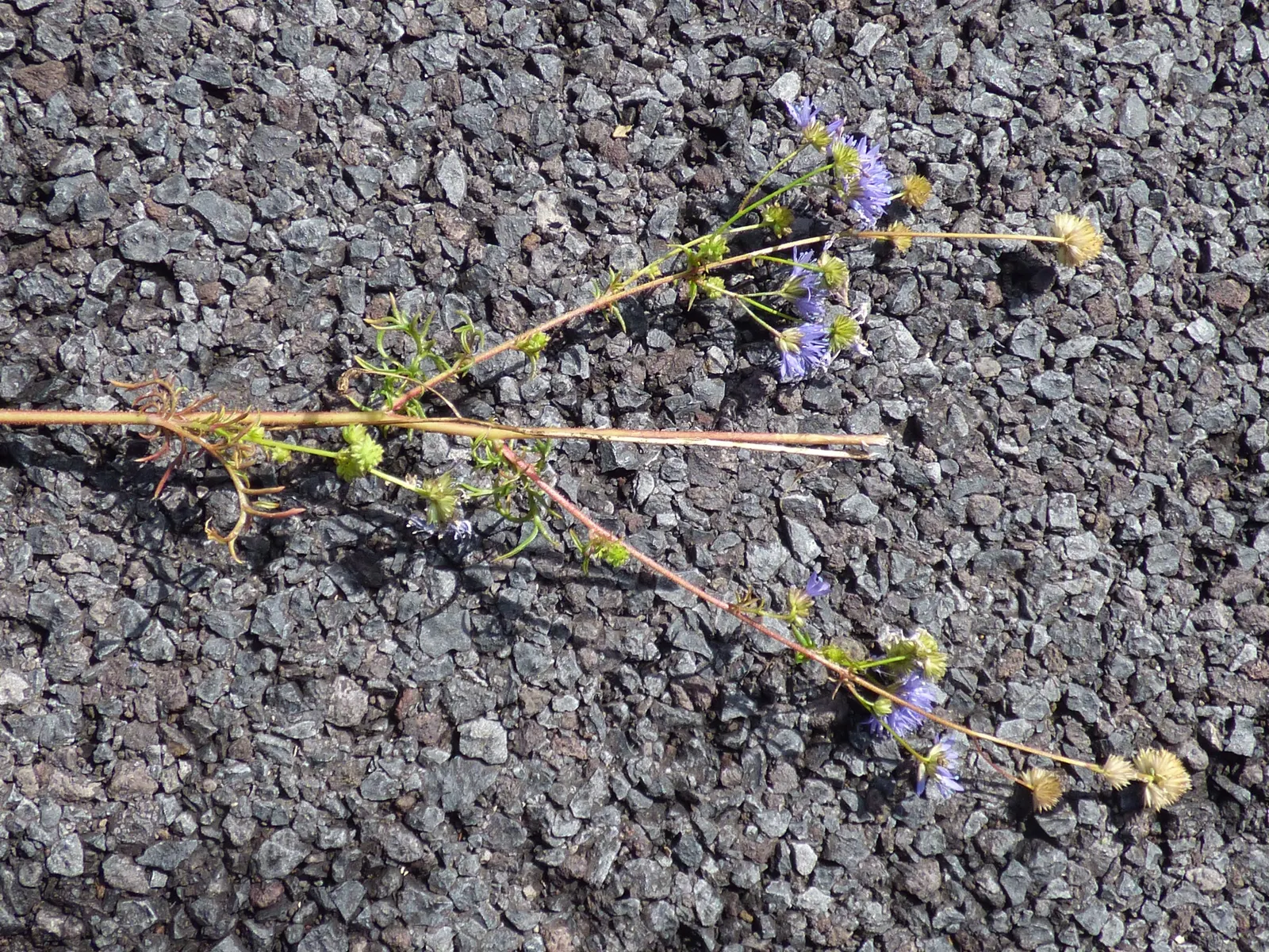 Blue Thimble Flower, Globe Gilia (Gilia Capitata) — cultivates a unique spherical form with blooms atop slender stems; this annual wildflower, image 62