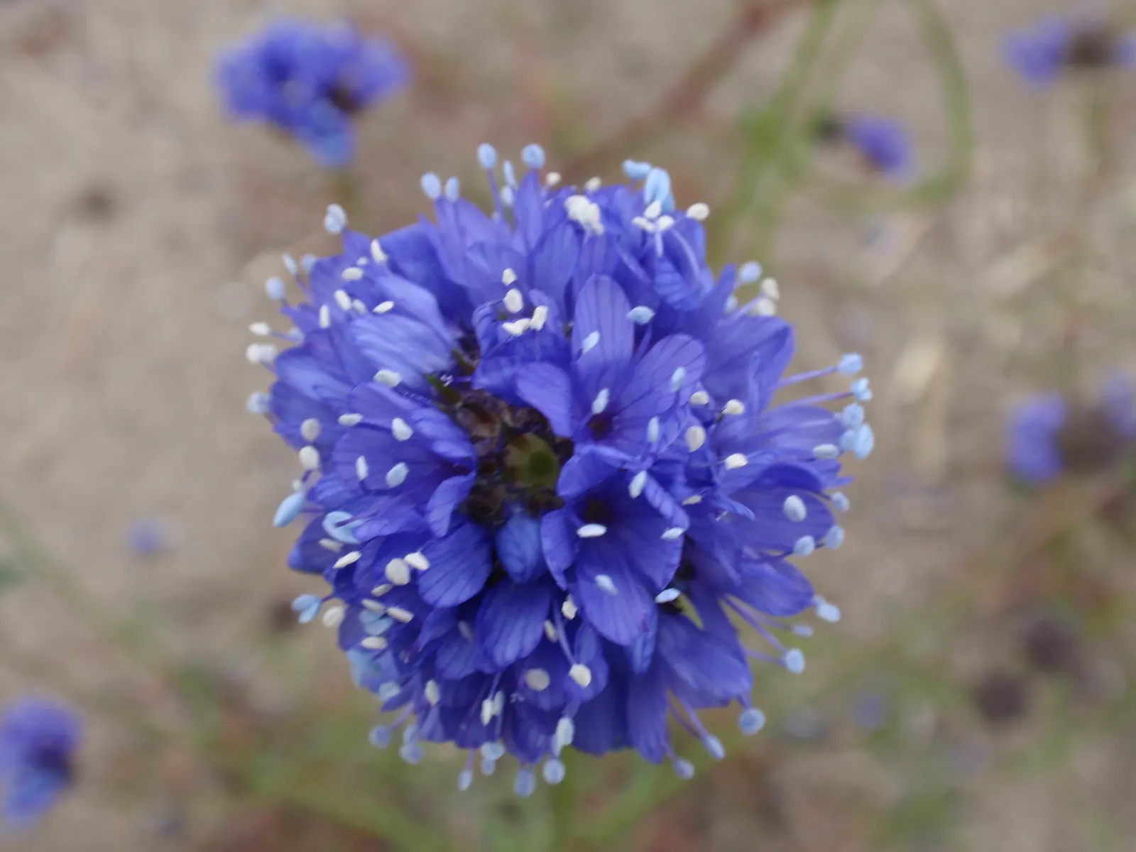 Blue Thimble Flower, Globe Gilia (Gilia Capitata) — consider its preference for full sun exposure and well-drained soils