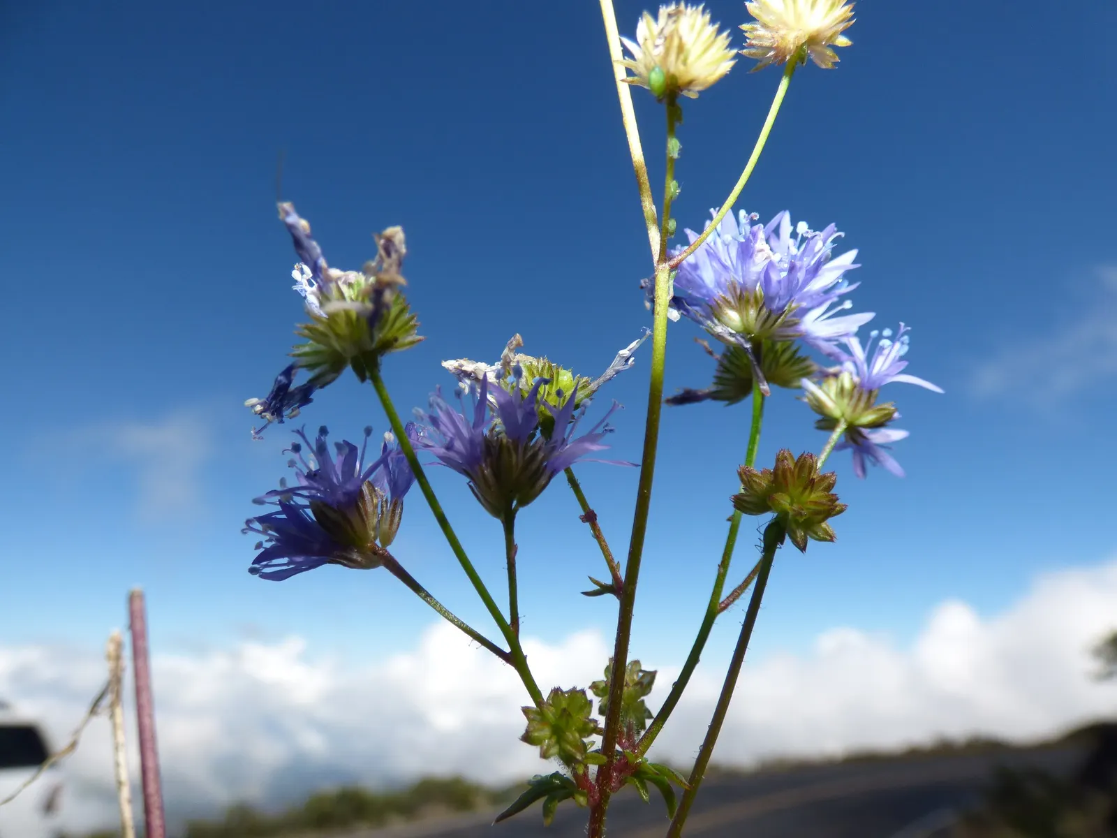 Blue Thimble Flower, Globe Gilia (Gilia Capitata) — it offers a prolonged nectar source for pollinators; presents a captivating sight in any garden with its