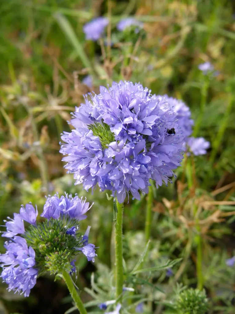 Blue Thimble Flower, Globe Gilia (Gilia Capitata) — With a bloom period extending from spring to summer; cultivates a unique spherical form with, image 65