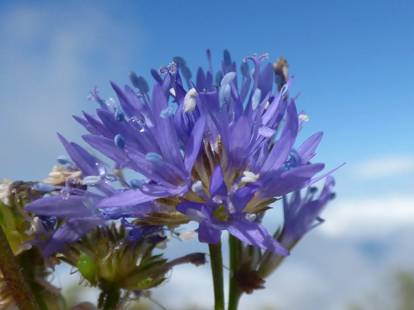 Blue Thimble Flower, Globe Gilia (Gilia Capitata) — boast an array of vivid blue to light purple florets that come together to form a dense; with a, image 74