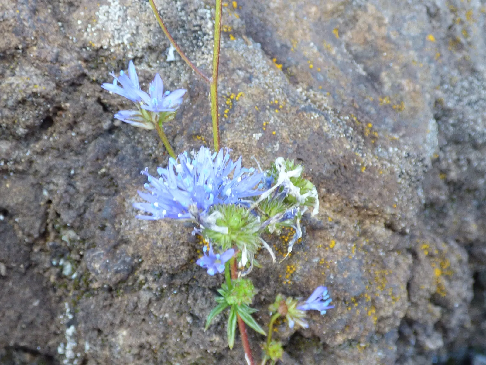 Blue Thimble Flower, Globe Gilia (Gilia Capitata) — blue and violet flowers in the garden