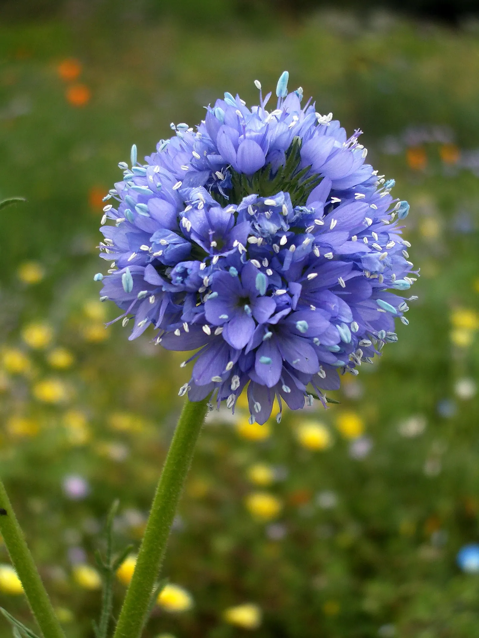 Blue Thimble Flower, Globe Gilia (Gilia Capitata) — A native to the west coast of North America; a low-maintenance choice, it imbues meadows and, image 70