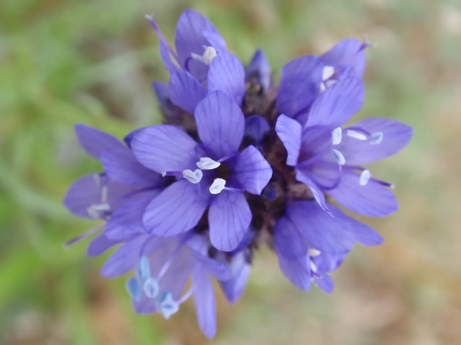 Blue Thimble Flower, Globe Gilia (Gilia Capitata) — this annual wildflower reaches heights ranging from 12 to 24 inches