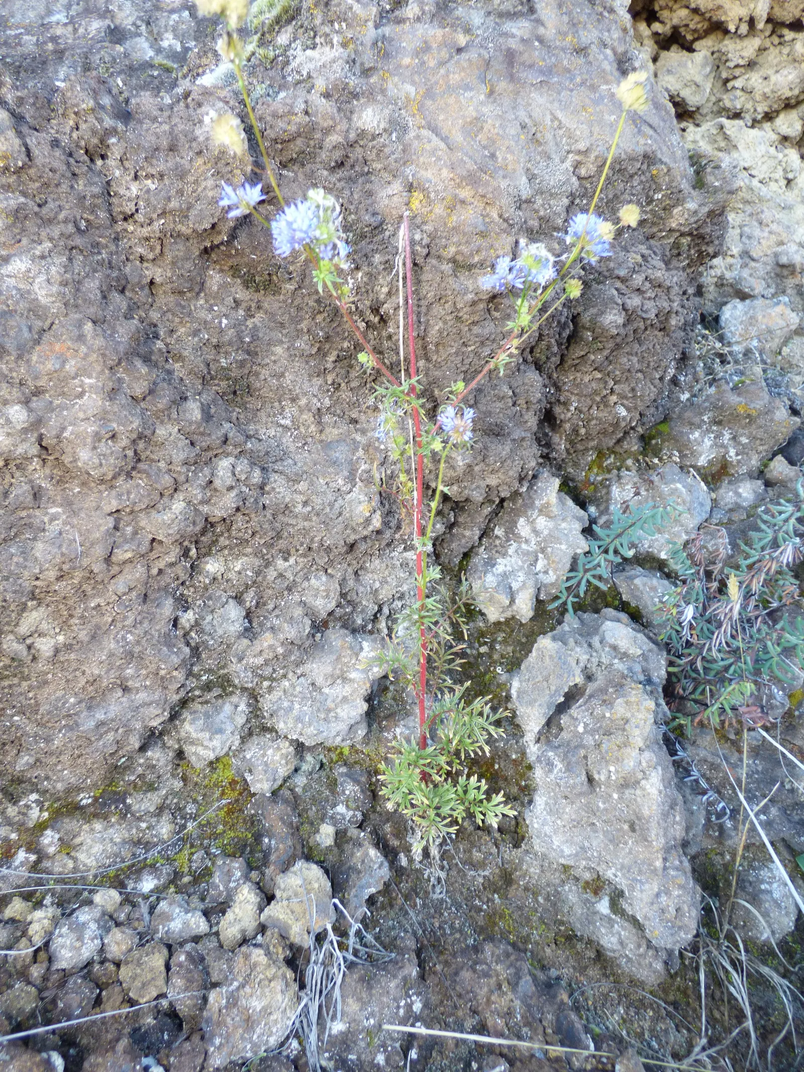 Blue Thimble Flower, Globe Gilia (Gilia Capitata) — this annual wildflower reaches heights ranging from 12 to 24 inches; boast an array of vivid blue to light