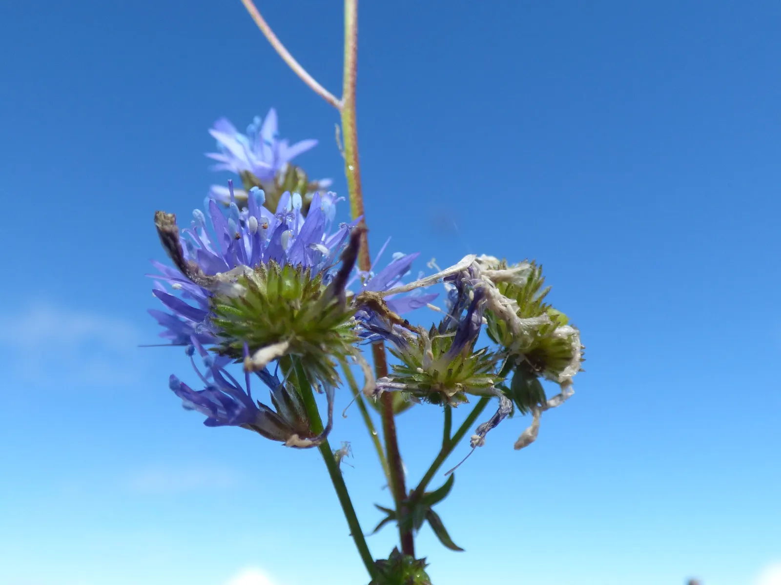 Blue Thimble Flower, Globe Gilia (Gilia Capitata) — This low-maintenance flower requires regular watering during its growing season; prized for its striking