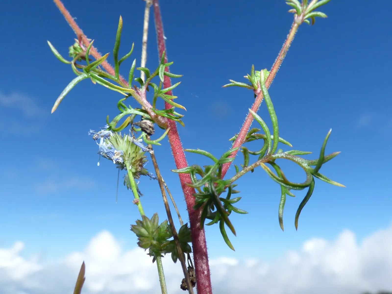 Blue Thimble Flower, Globe Gilia (Gilia Capitata) — prized for its striking blue-violet inflorescences; these delicate blossoms, assembled in dense clusters