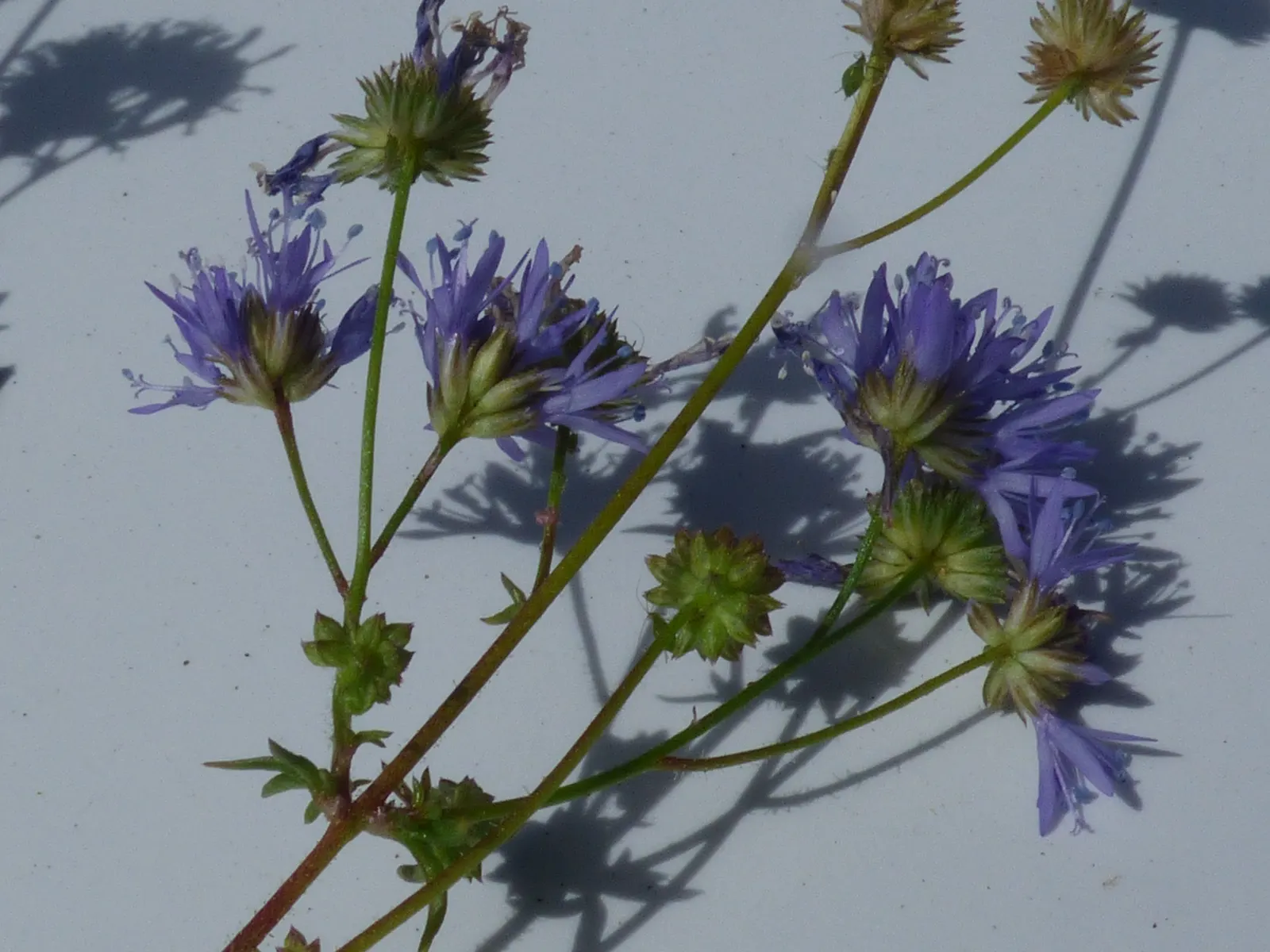 Blue Thimble Flower, Globe Gilia (Gilia Capitata) — are magnets for pollinators; slender stems which sprout from a rosette of lacy basal leaves