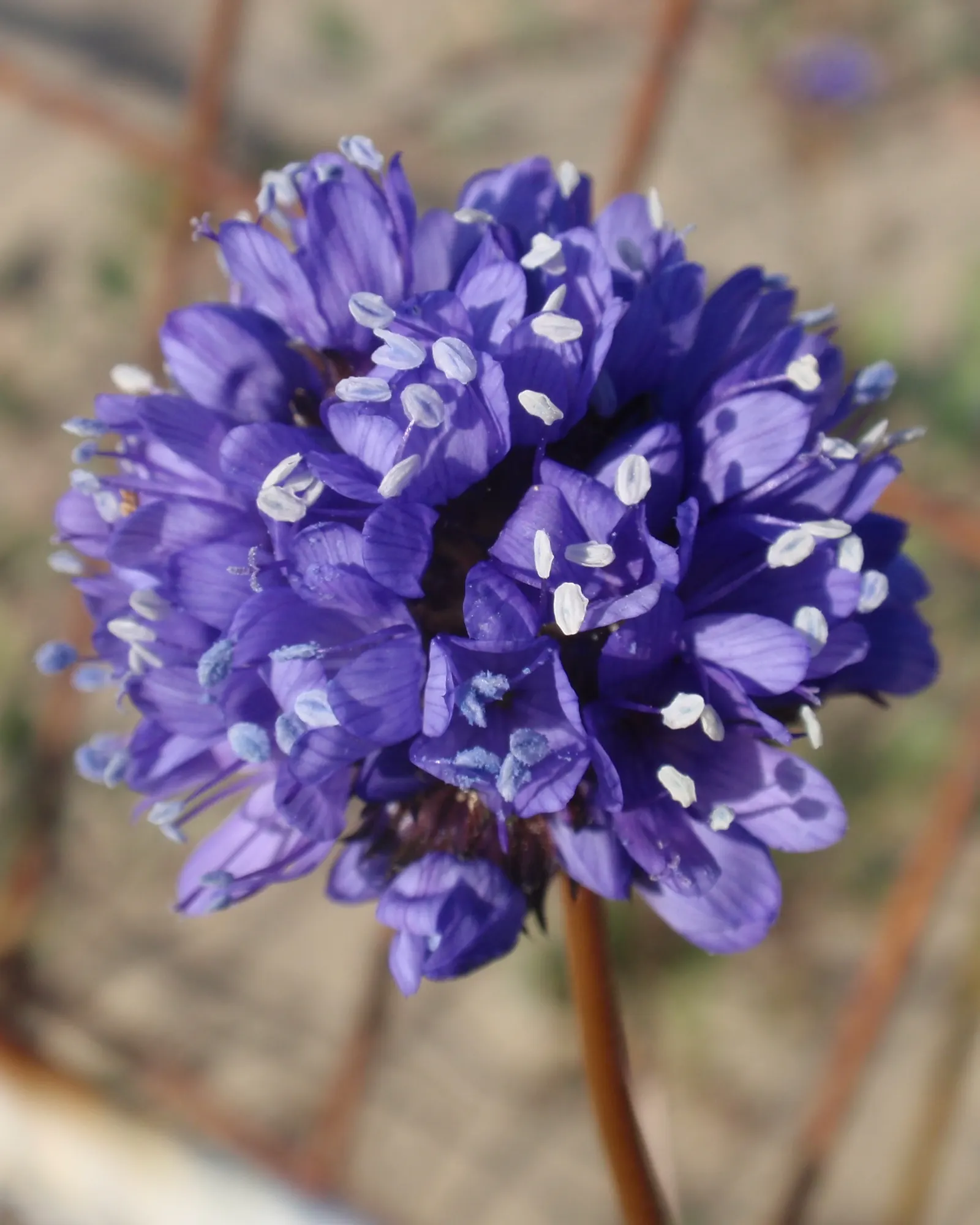 Blue Thimble Flower, Globe Gilia (Gilia Capitata) — and pollinator-friendly nature adds vertical interest as well as ecological value to a landscape
