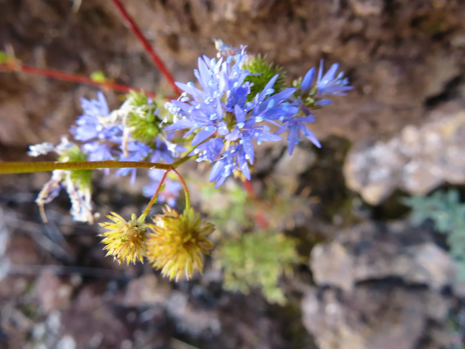 Blue Thimble Flower, Globe Gilia (Gilia Capitata) — it integrates well with other perennials and grasses to craft diverse; annual / wildflower with blue and