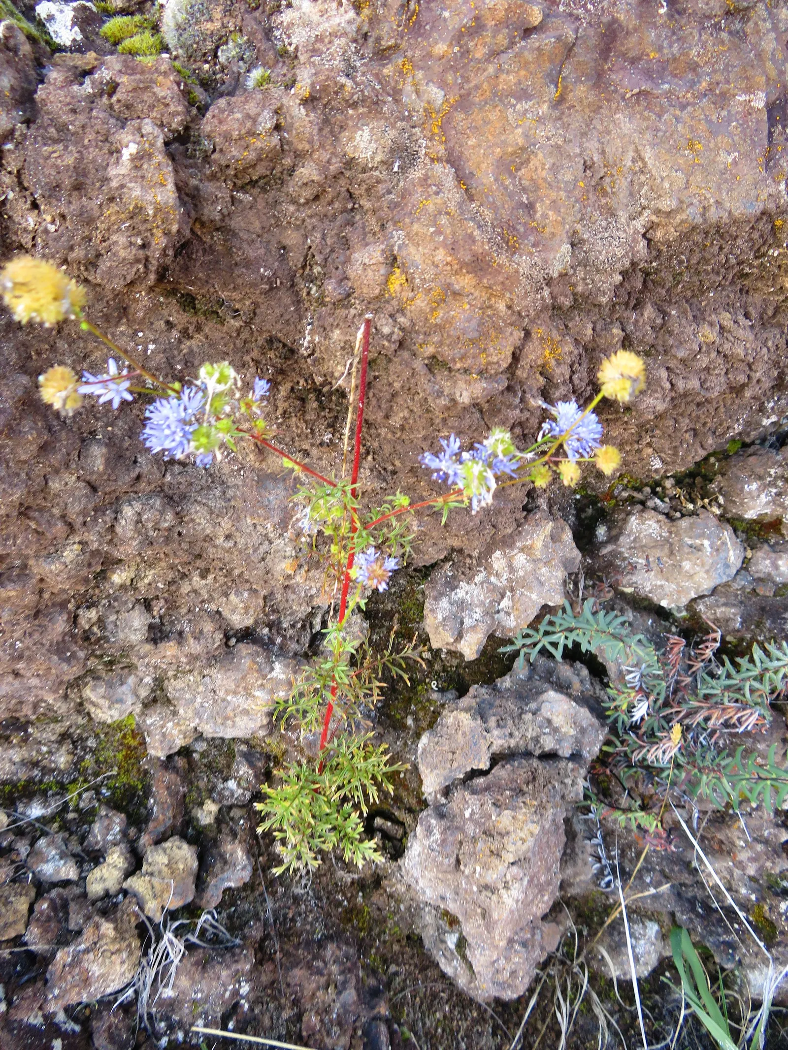 Blue Thimble Flower, Globe Gilia (Gilia Capitata) — It's ideal for wildflower meadows
