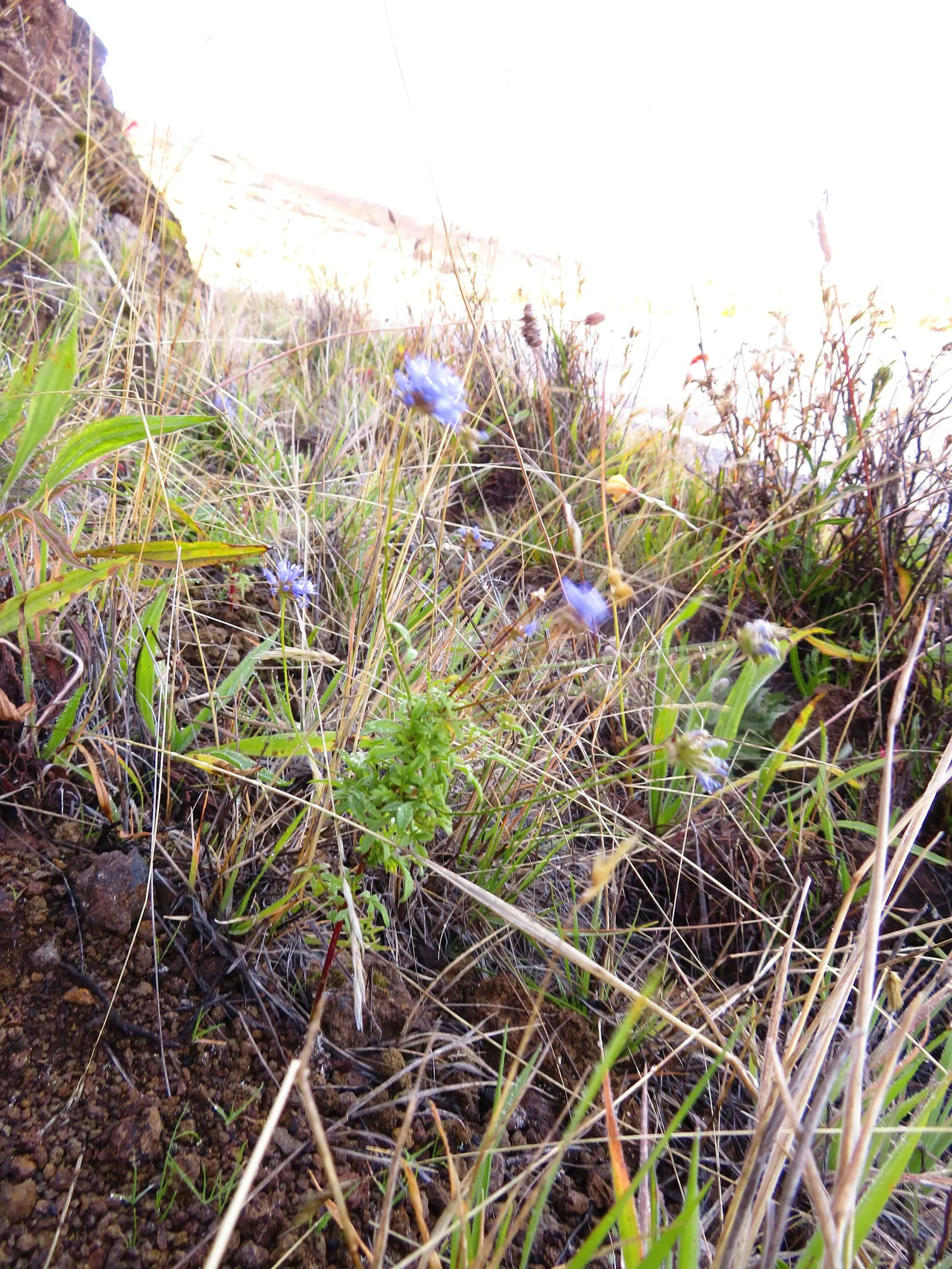Blue Thimble Flower, Globe Gilia (Gilia Capitata) — it offers a prolonged nectar source for pollinators