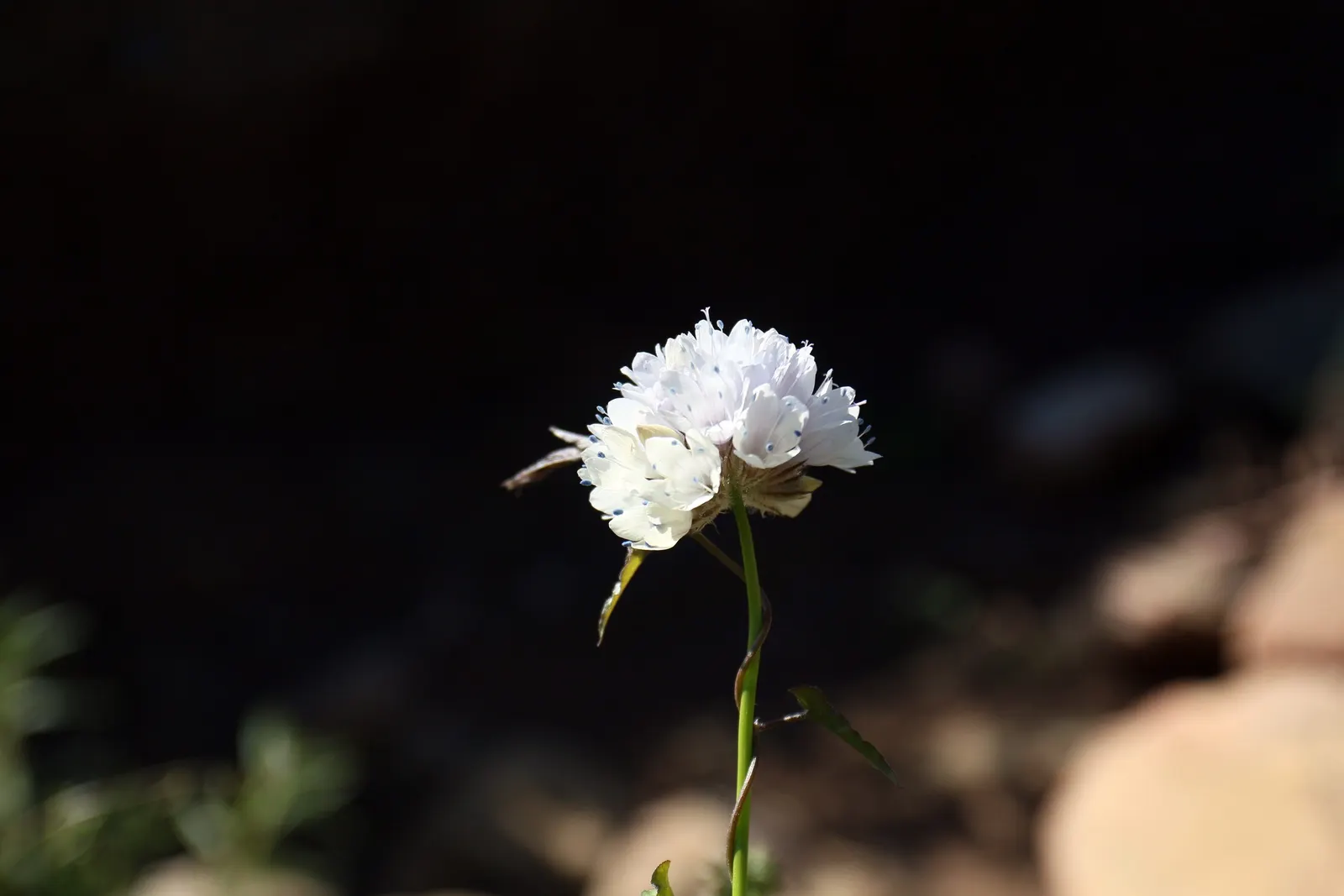 Blue Thimble Flower, Globe Gilia (Gilia Capitata) — emerging in late spring and continuing through summer; a native to the west coast of North America