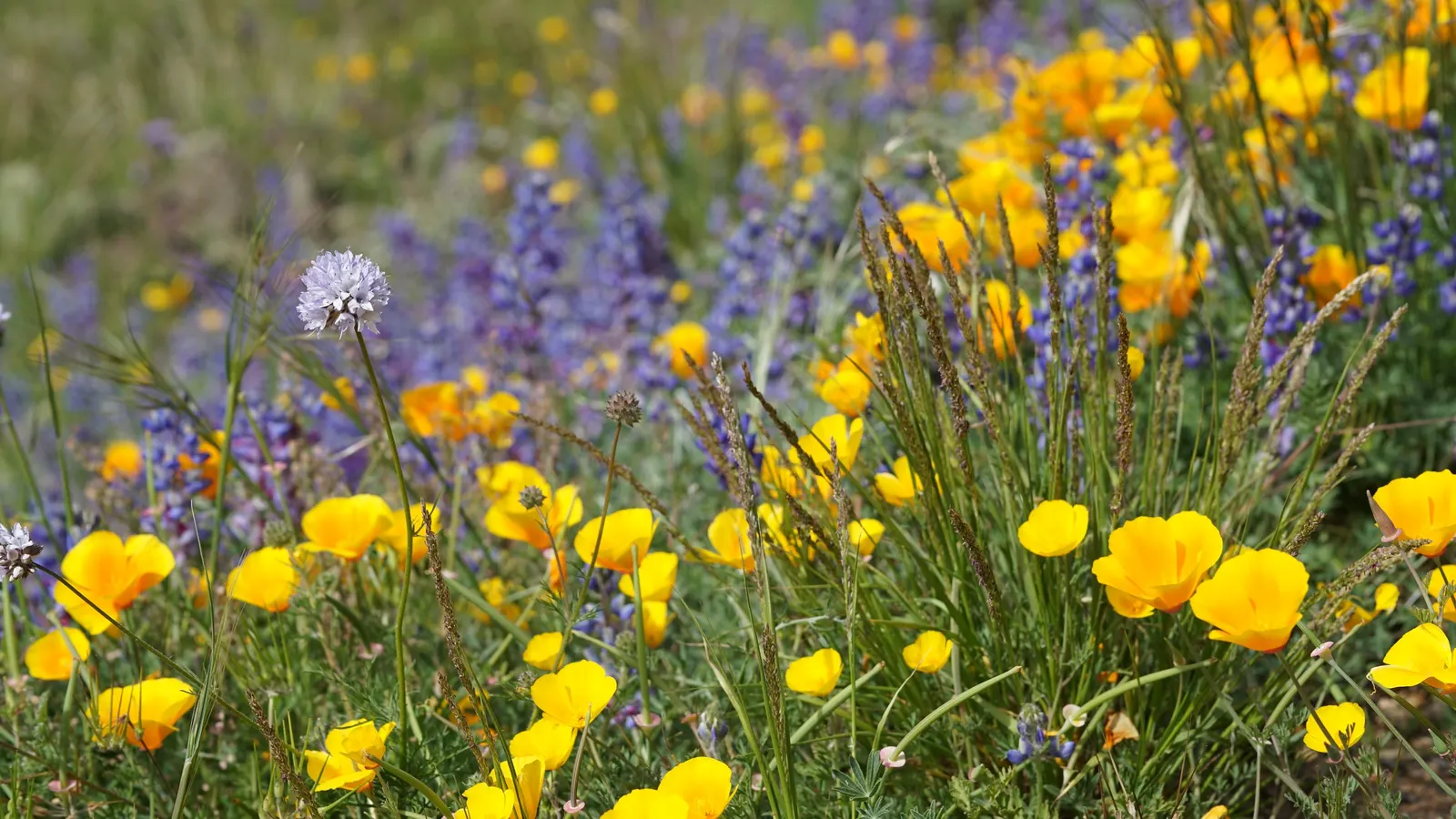 Blue Thimble Flower, Globe Gilia (Gilia Capitata) — particularly in periods of drought; or Blue Thimble Flower (Gilia capitata)