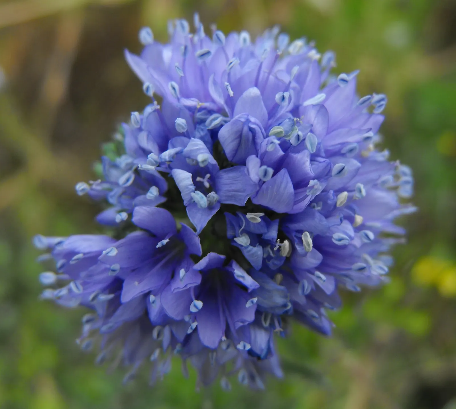 Blue Thimble Flower, Globe Gilia (Gilia Capitata) — A native to the west coast of North America; a low-maintenance choice, it imbues meadows and borders with a