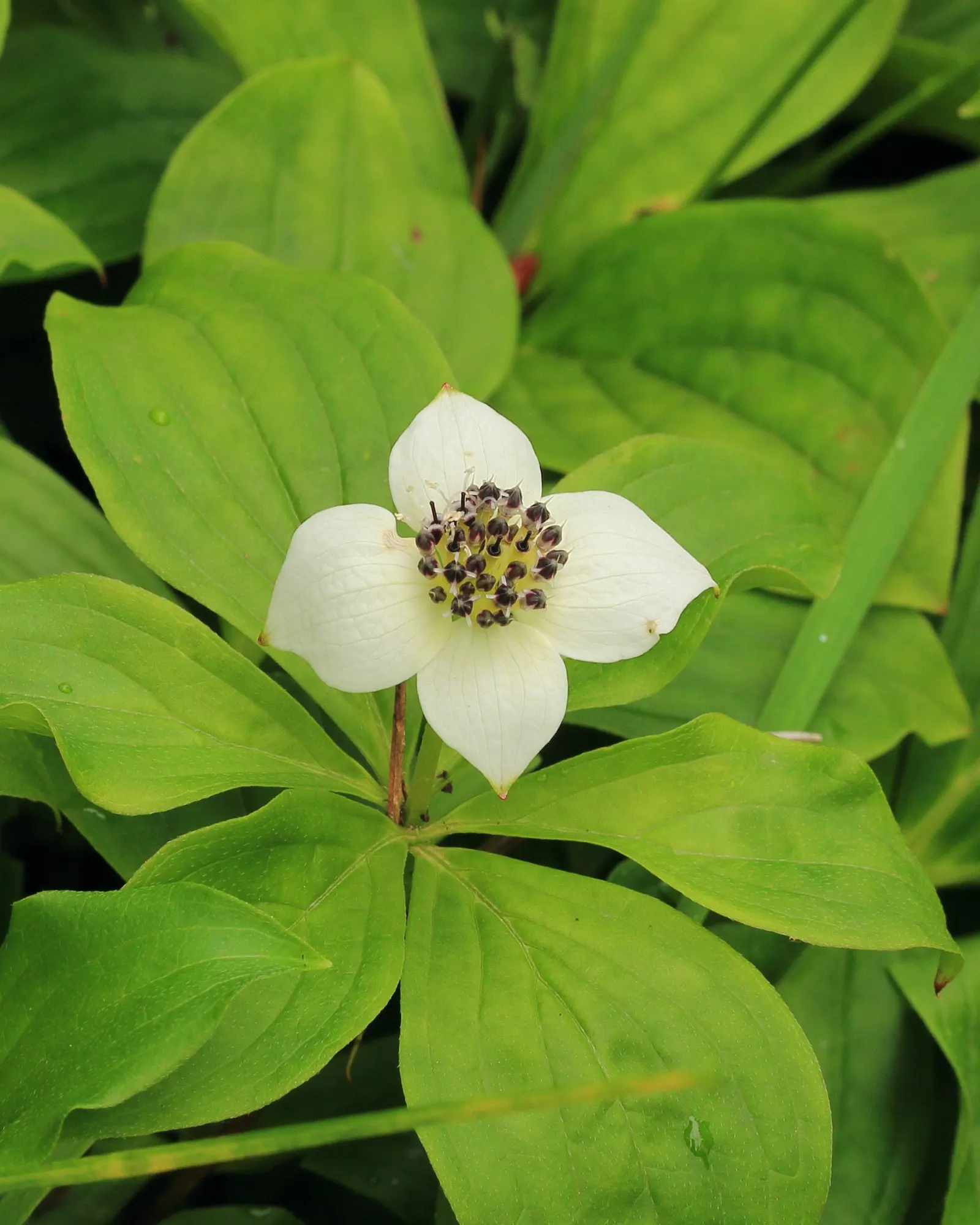 Bunchberry (Cornus Canadensis) — This North American native features striking white flowers in late spring and red berries in summer; this plant's, image 164
