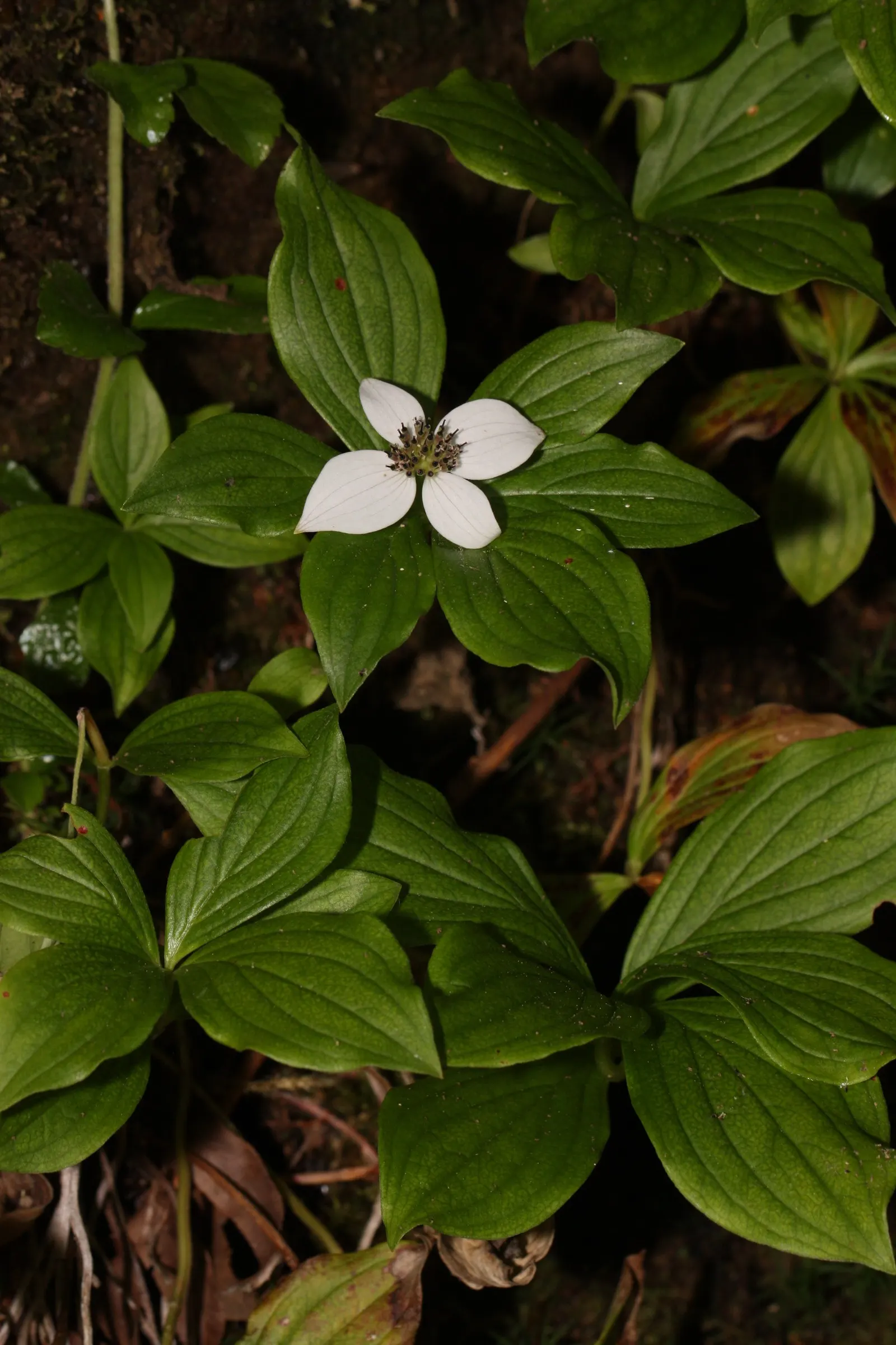 Bunchberry (Cornus Canadensis) — well-drained soil with an acidic to neutral pH; tolerant of cold climates, it grows optimally in USDA hardiness, image 62