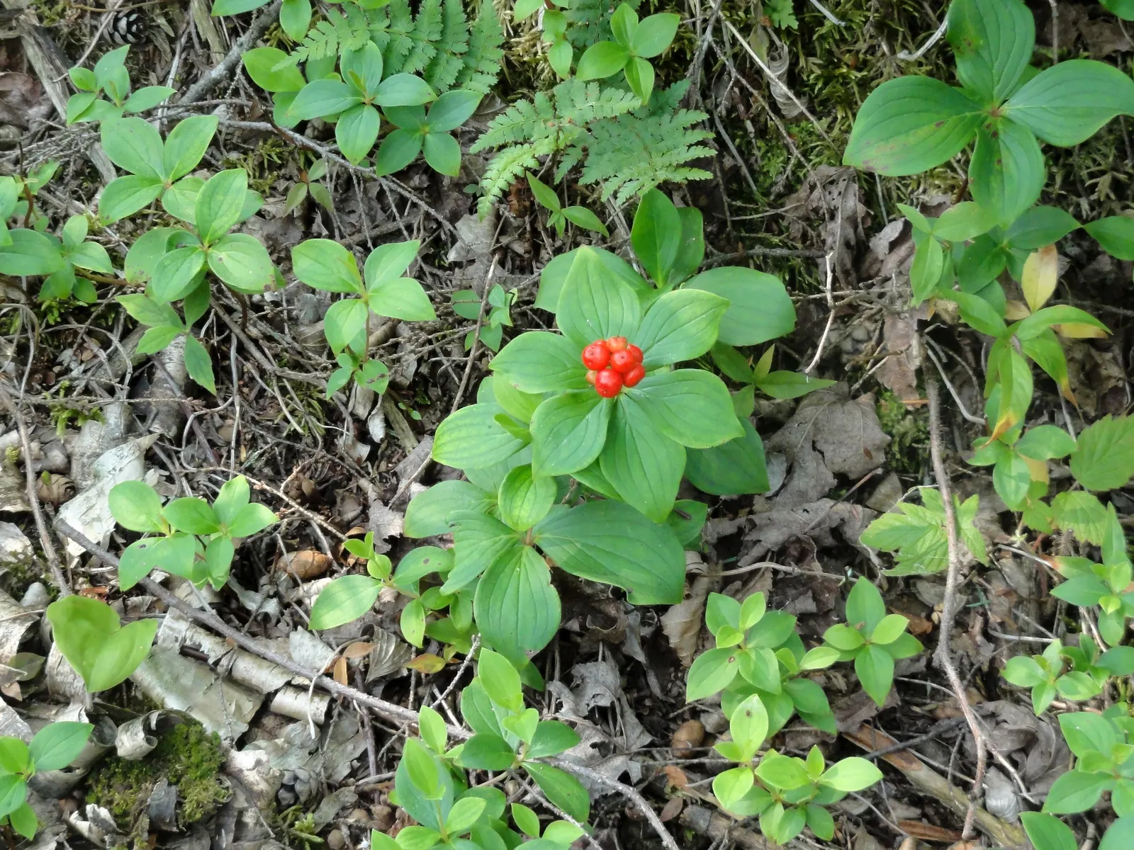 Bunchberry (Cornus Canadensis) — A native to northern temperate and boreal forests, it thrives under the dappled shade of woodland settings; ground, image 168