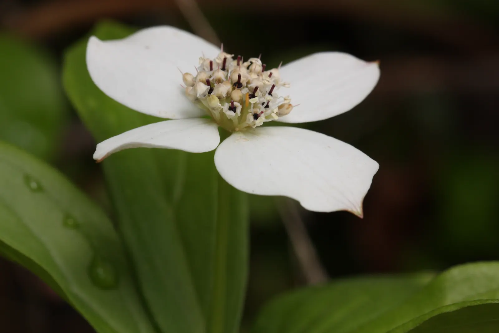 Bunchberry (Cornus Canadensis) — each approximately 1/4 to 3/8 inch in diameter; this North American native features striking white flowers in late spring and