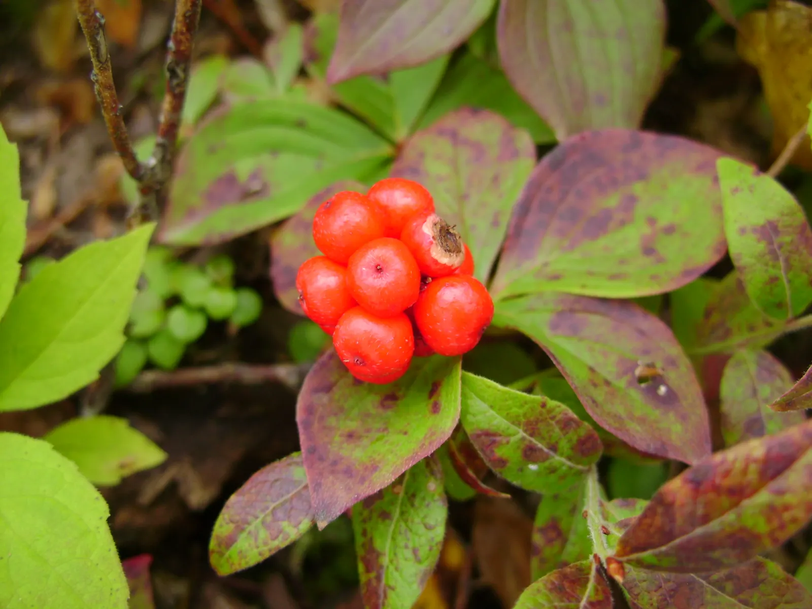 Bunchberry (Cornus Canadensis) — showy white bracts - often mistaken for petals - that are 1 to 2 inches across, image 58