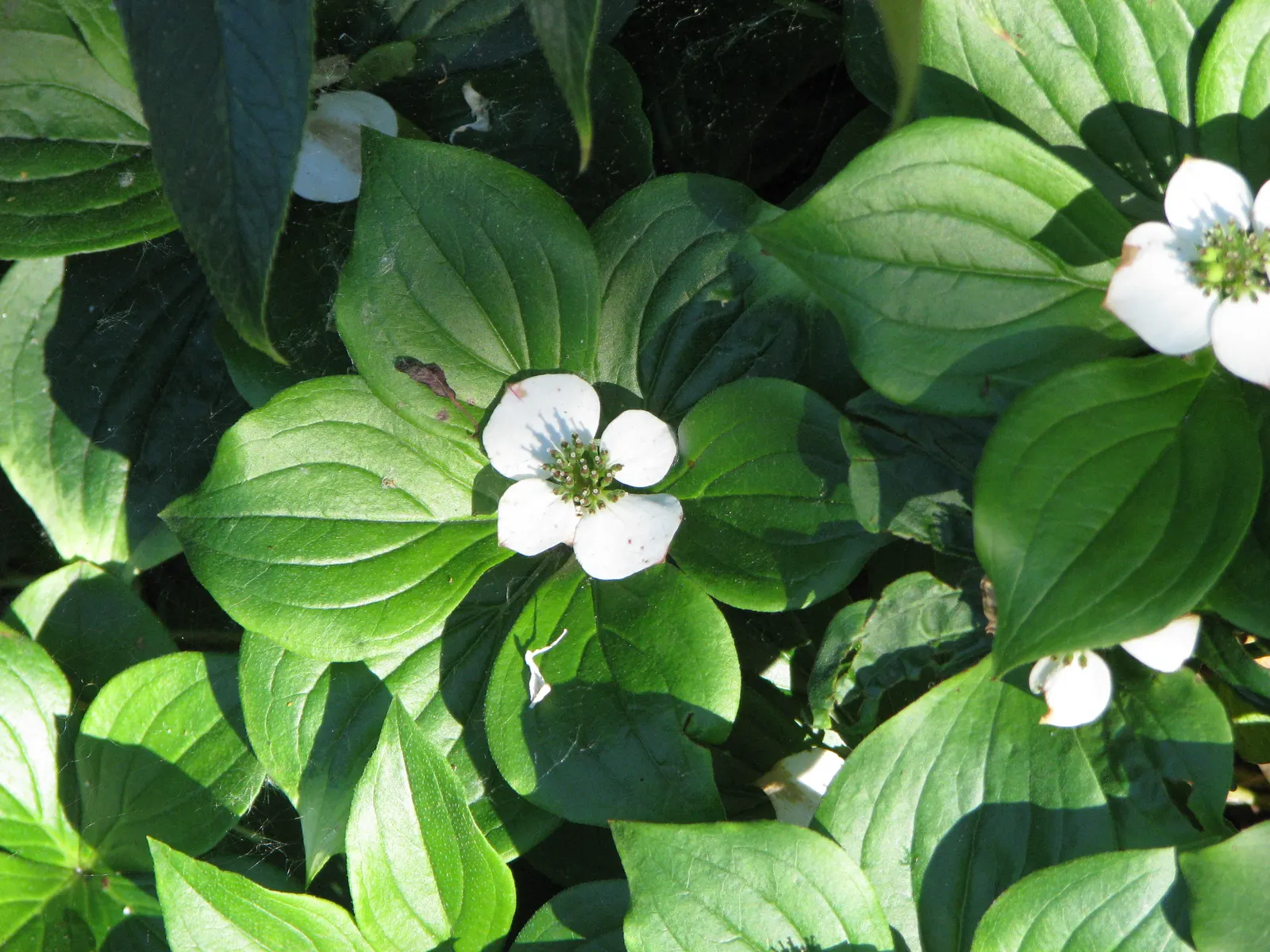 Bunchberry (Cornus Canadensis) — offering a year-round visual appeal with minimal maintenance; providing a feast for various bird, image 111