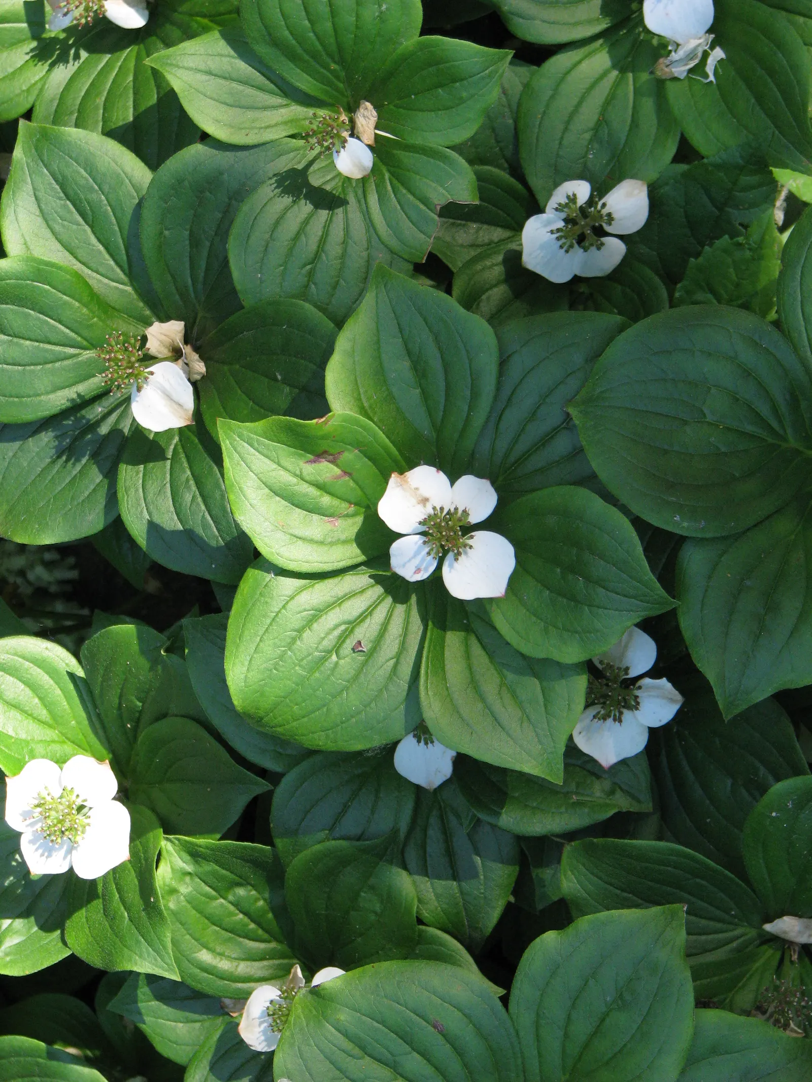 Bunchberry (Cornus Canadensis) — with four to six leaves creating a collar around a central stem; adding seasonal interest to shade gardens or, image 80
