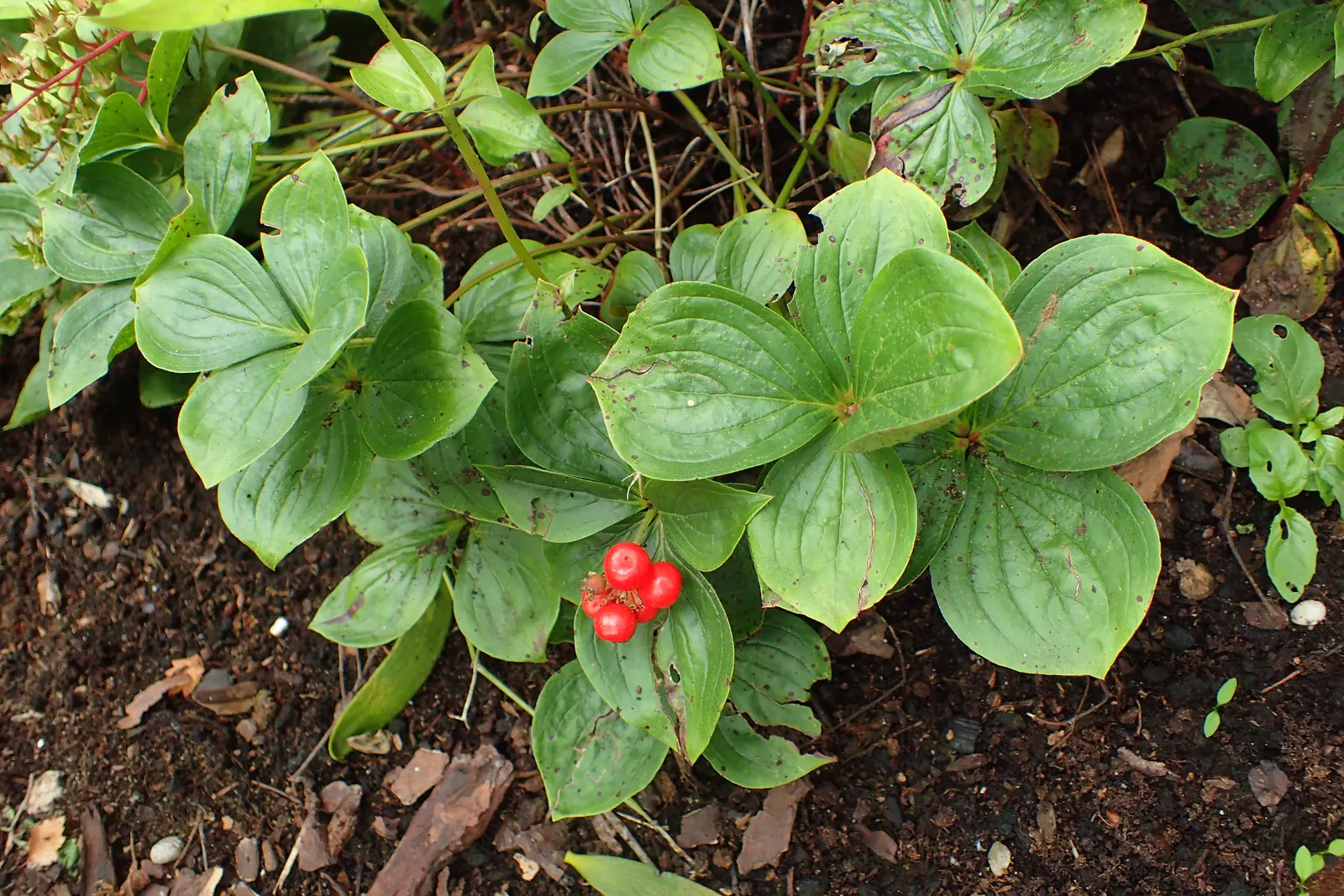 Bunchberry (Cornus Canadensis) — It thrives in cool, moist, acidic soil, and prefers partial to full shade; with four to six leaves creating a, image 163