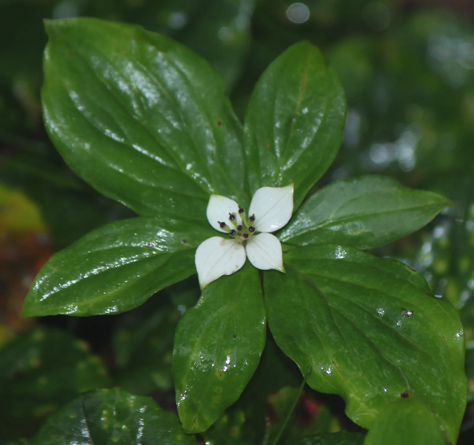 Bunchberry (Cornus Canadensis) — providing a feast for various bird species.<br><br>Bunchberry requires moist; verdant foliage.<br><br>The plant's, image 176