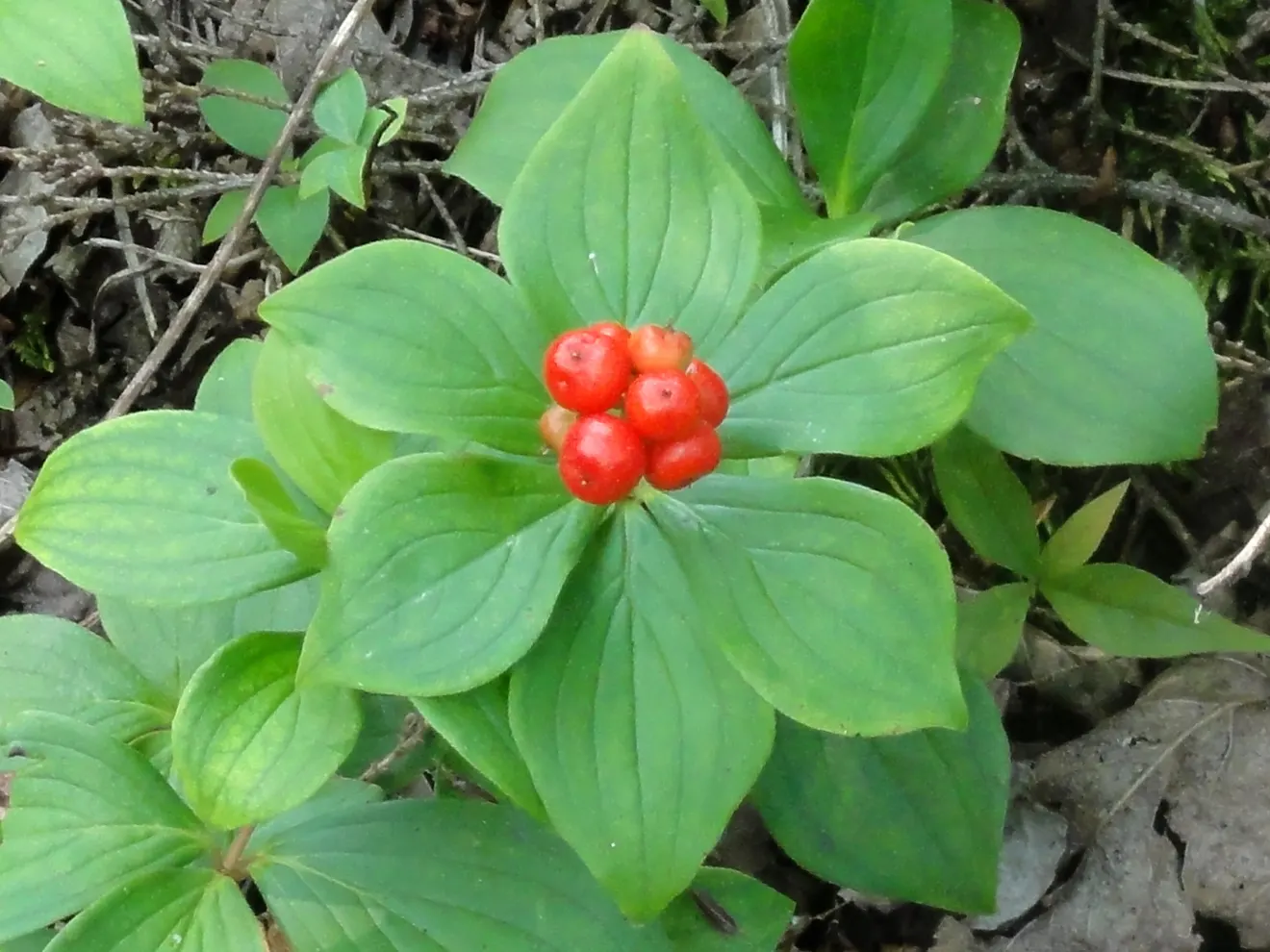 Bunchberry (Cornus Canadensis) — Its green foliage turns a vibrant red in fall; it thrives in cool, moist, acidic soil, and prefers partial to full, image 142