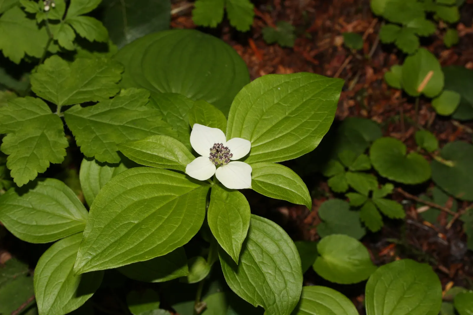 Bunchberry (Cornus Canadensis) — A native to northern temperate and boreal forests, it thrives under the dappled shade of woodland settings; ground, image 122
