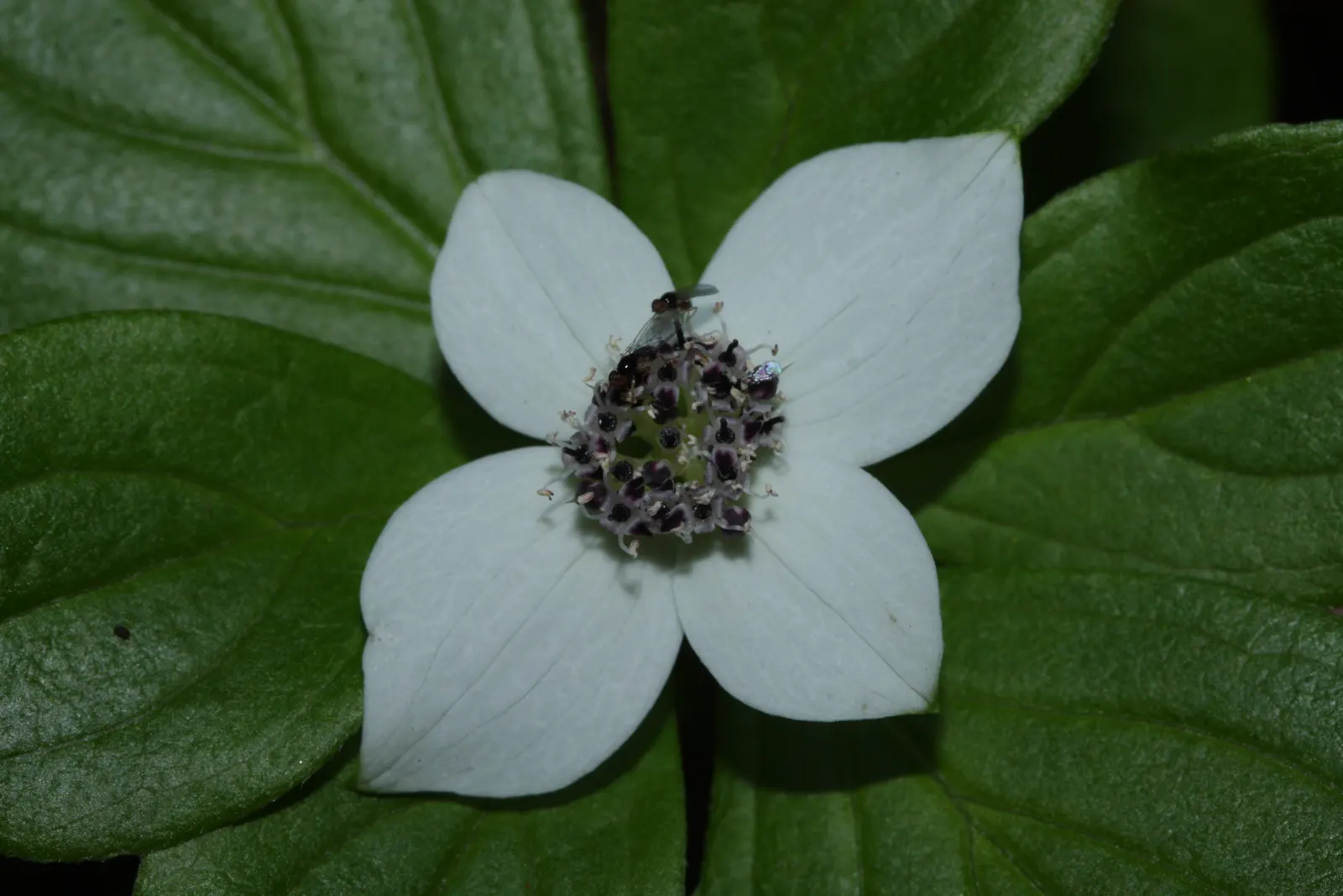 Bunchberry (Cornus Canadensis) — providing an enduring and ever-changing beauty; ground cover / shrub with white blooms, image 158