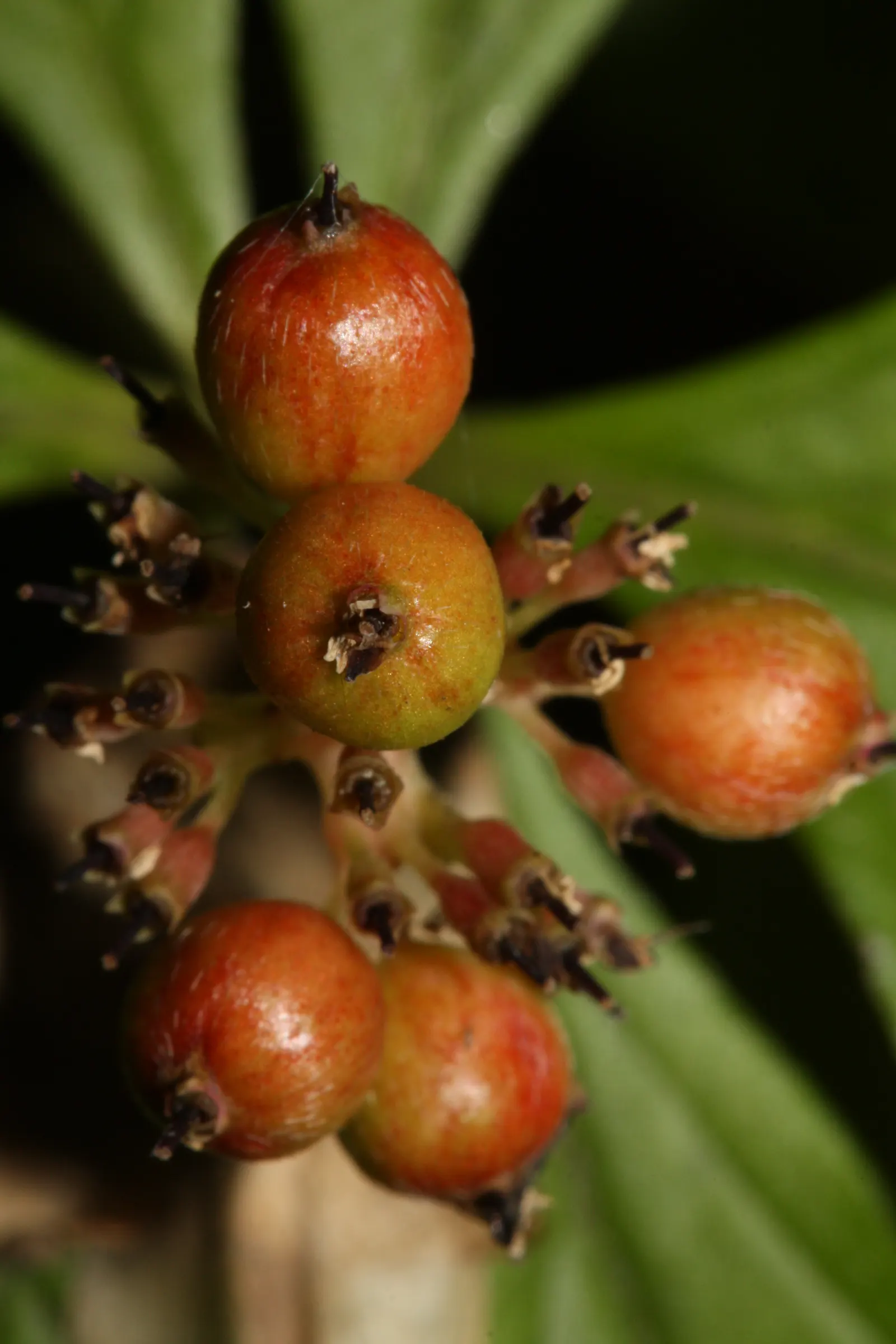 Bunchberry (Cornus Canadensis) — adding seasonal interest to shade gardens or naturalized woodland settings; spreading through rhizomes to form a, image 143