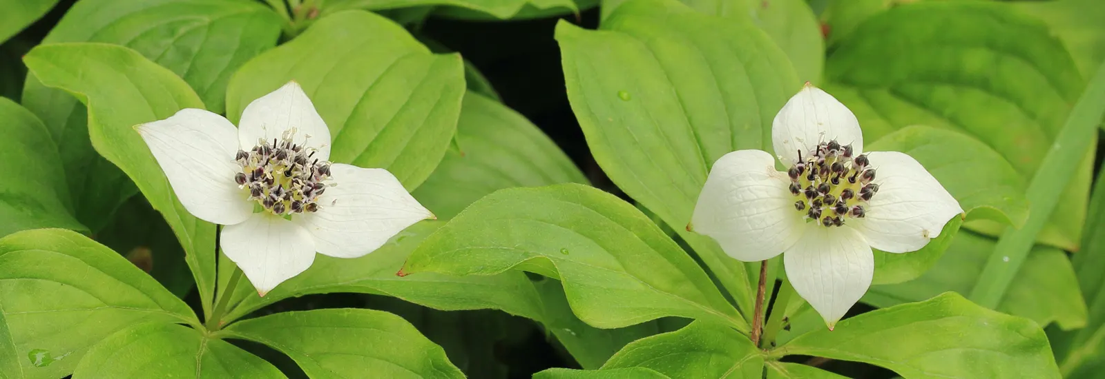 Bunchberry (Cornus Canadensis) — each approximately 1/4 to 3/8 inch in diameter; this North American native features striking white flowers in late, image 152
