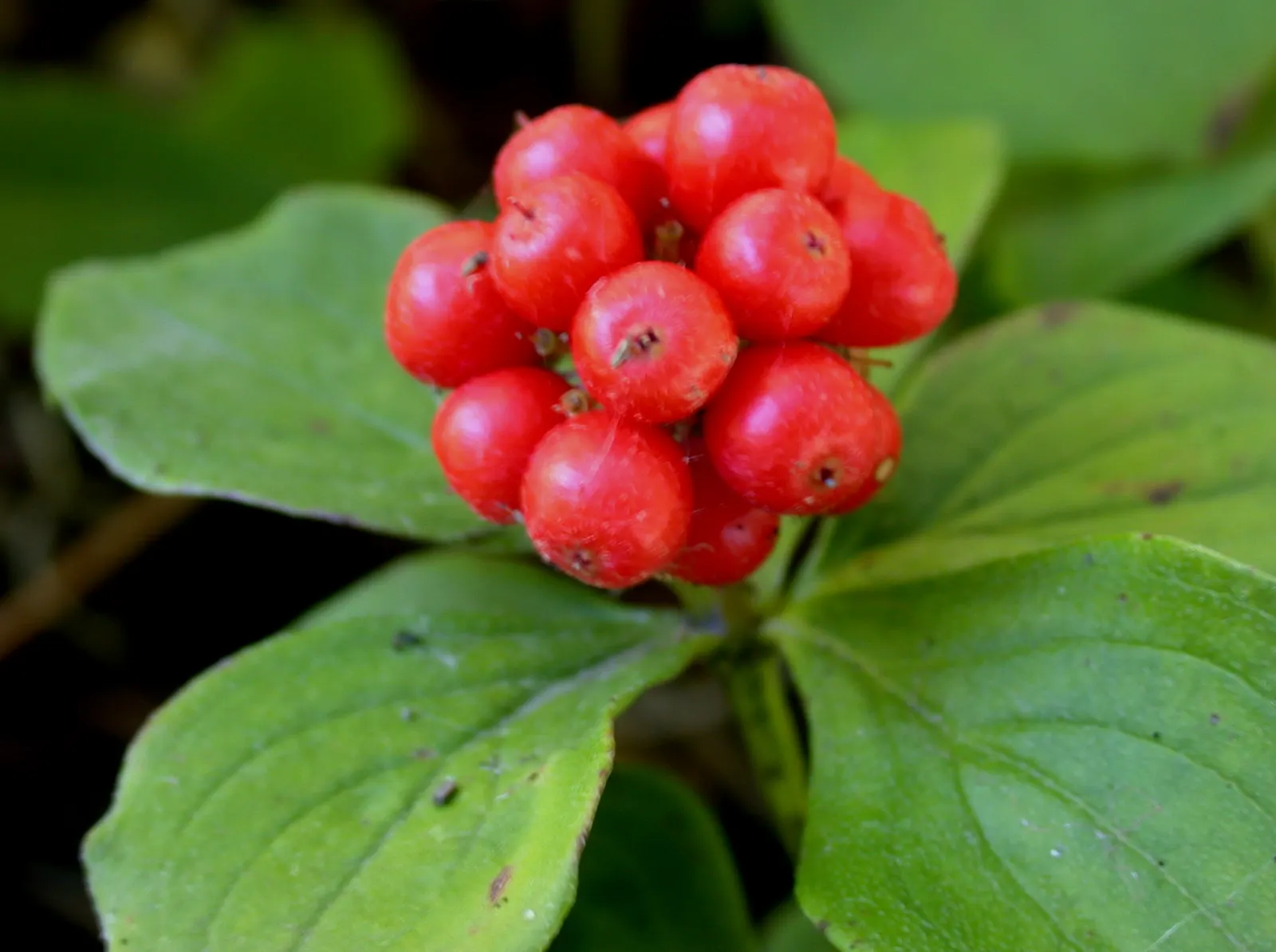 Bunchberry (Cornus Canadensis) — This diminutive dynamo typically reaches a modest height of 4 to 8 inches; a native to northern temperate and, image 123