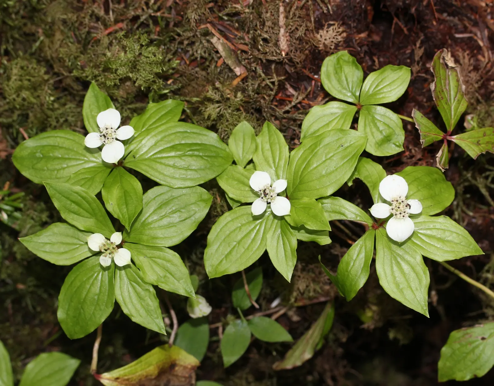 Bunchberry (Cornus Canadensis) — verdant foliage.<br><br>The plant's leaves are arranged in a whorled pattern; white flowers in the garden, image 125