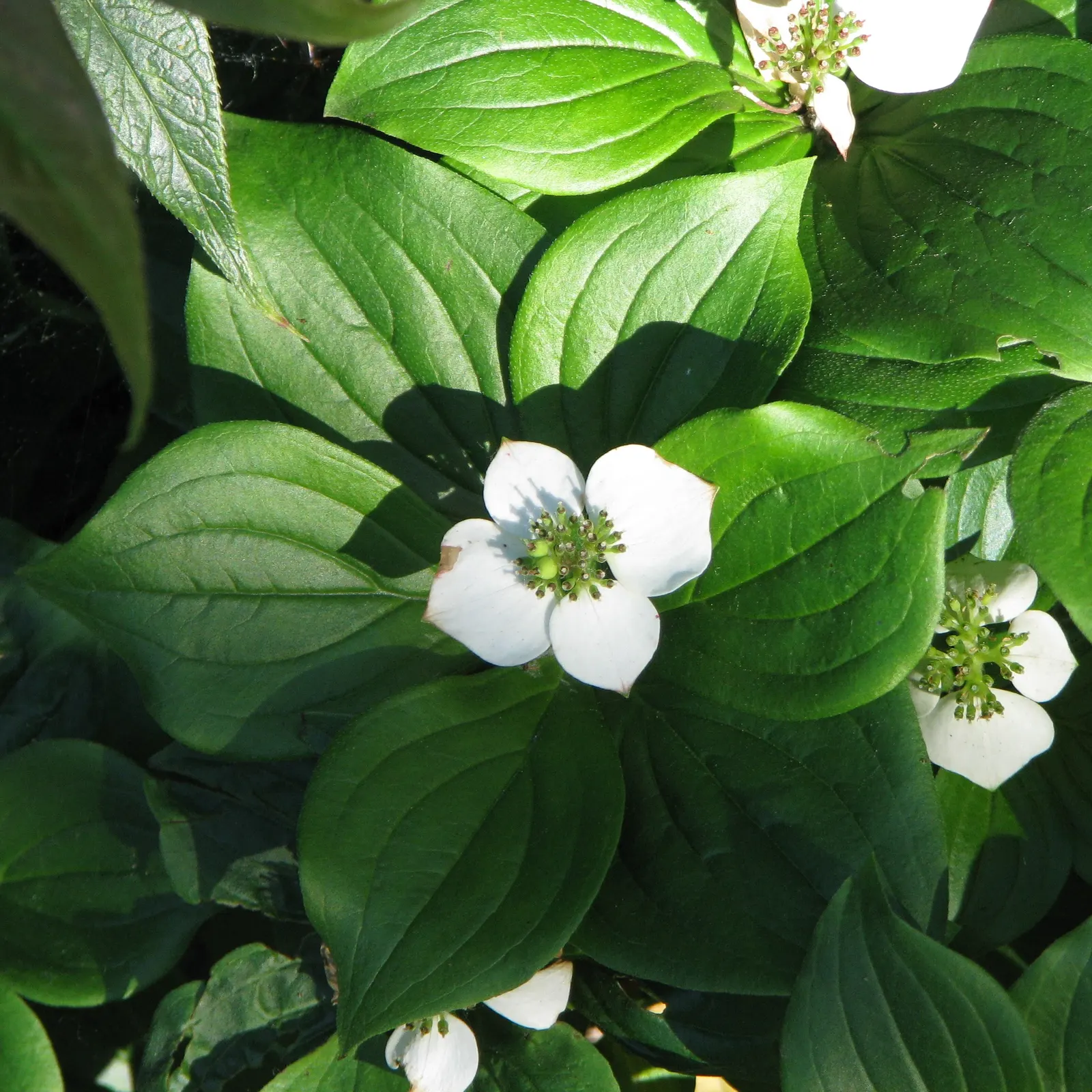 Bunchberry (Cornus Canadensis) — adding seasonal interest to shade gardens or naturalized woodland settings; spreading through rhizomes to form a, image 97