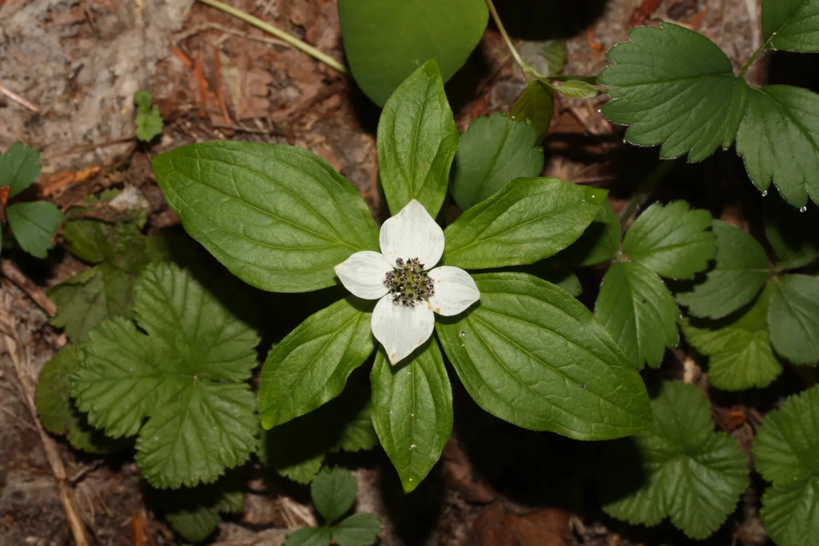 Bunchberry (Cornus Canadensis) — spreading through rhizomes to form a carpet of lush; each approximately 1/4 to 3/8 inch in diameter, image 147