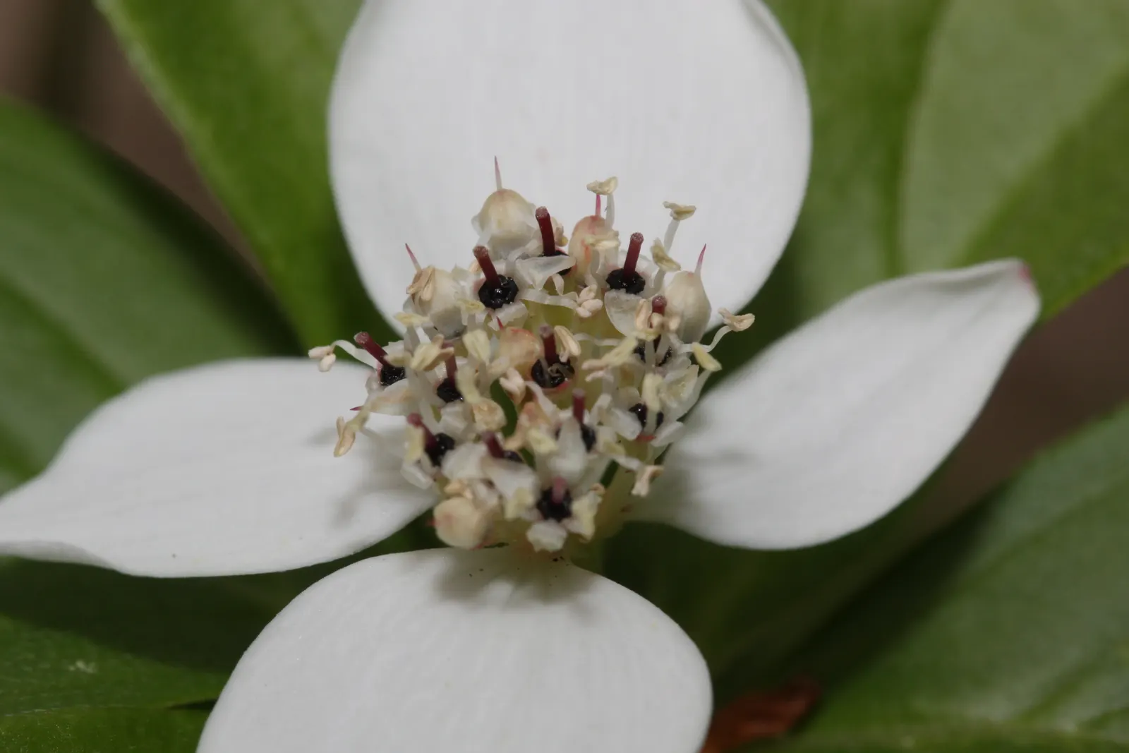 Bunchberry (Cornus Canadensis) — verdant foliage.<br><br>The plant's leaves are arranged in a whorled pattern; white flowers in the garden, image 56