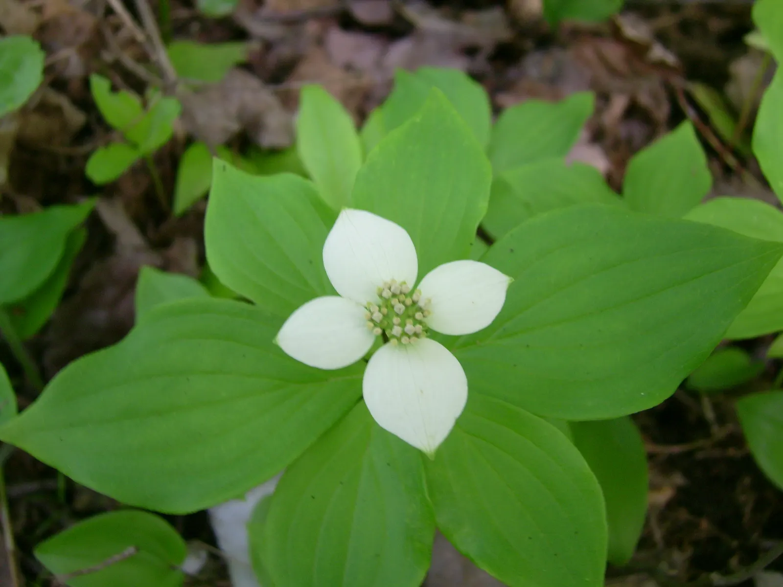 Bunchberry (Cornus Canadensis) — providing a feast for various bird species.<br><br>Bunchberry requires moist; verdant foliage.<br><br>The plant's leaves are