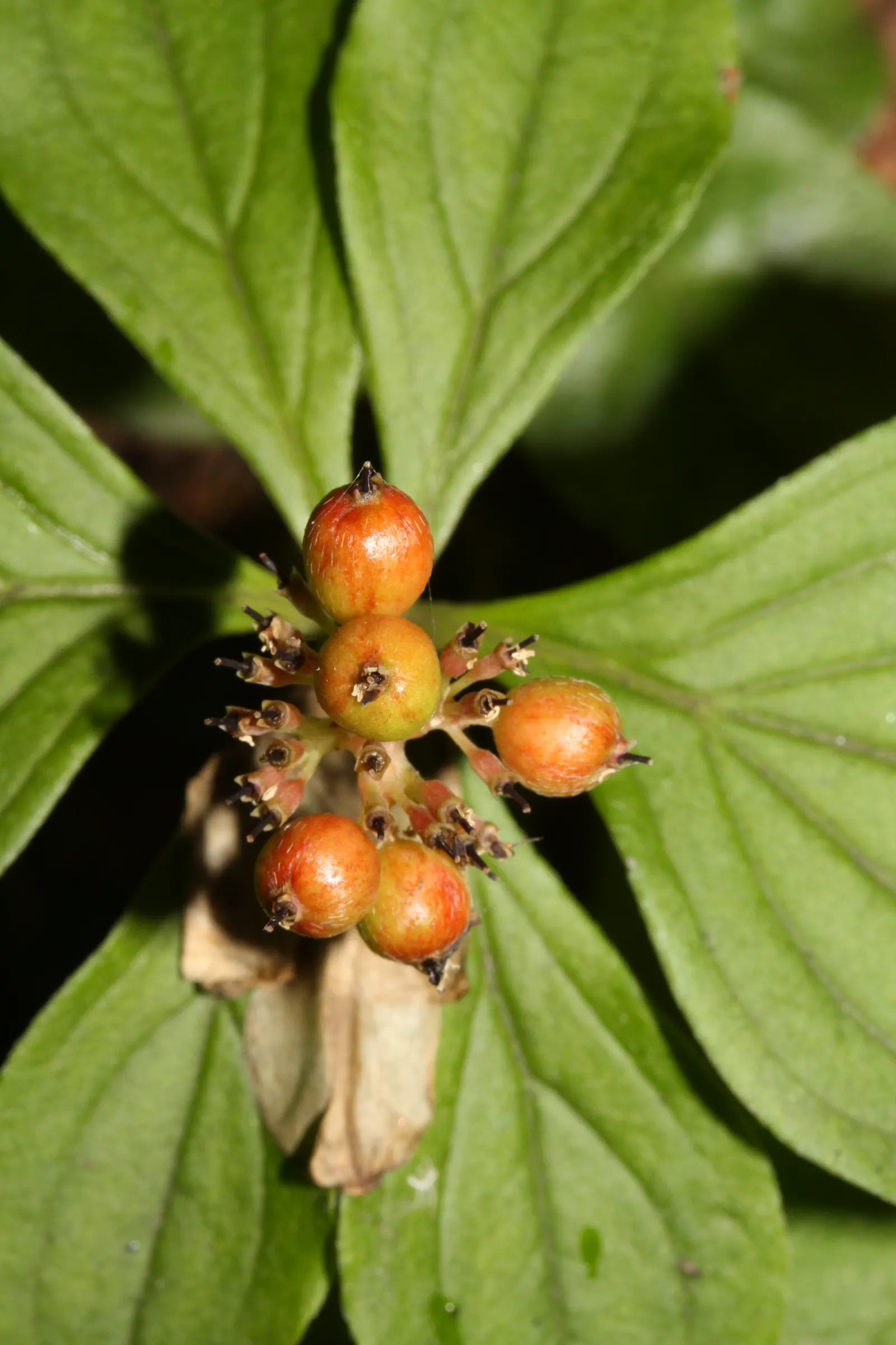 Bunchberry (Cornus Canadensis) — each approximately 1/4 to 3/8 inch in diameter; this North American native features striking white flowers in late, image 175