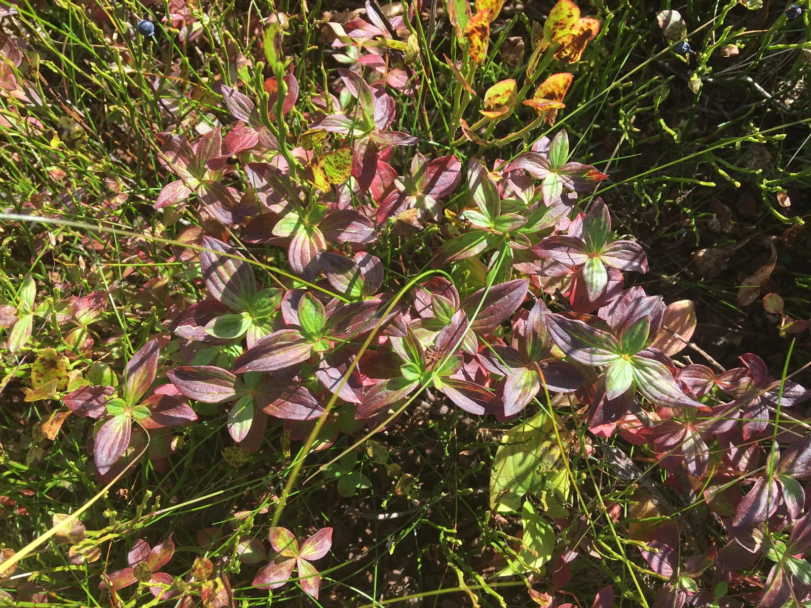 Bunchberry (Cornus Canadensis) — This North American native features striking white flowers in late spring and red berries in summer; this plant's, image 49