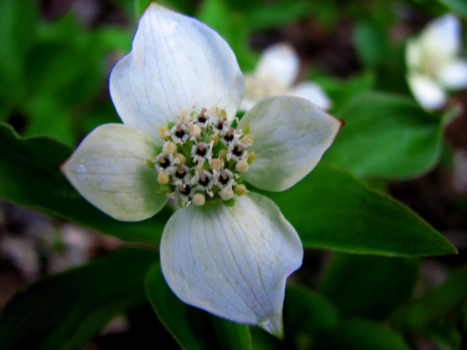 Bunchberry (Cornus Canadensis) — These blooms mature into striking clusters of bright red berries by late summer; offering a year-round visual, image 151