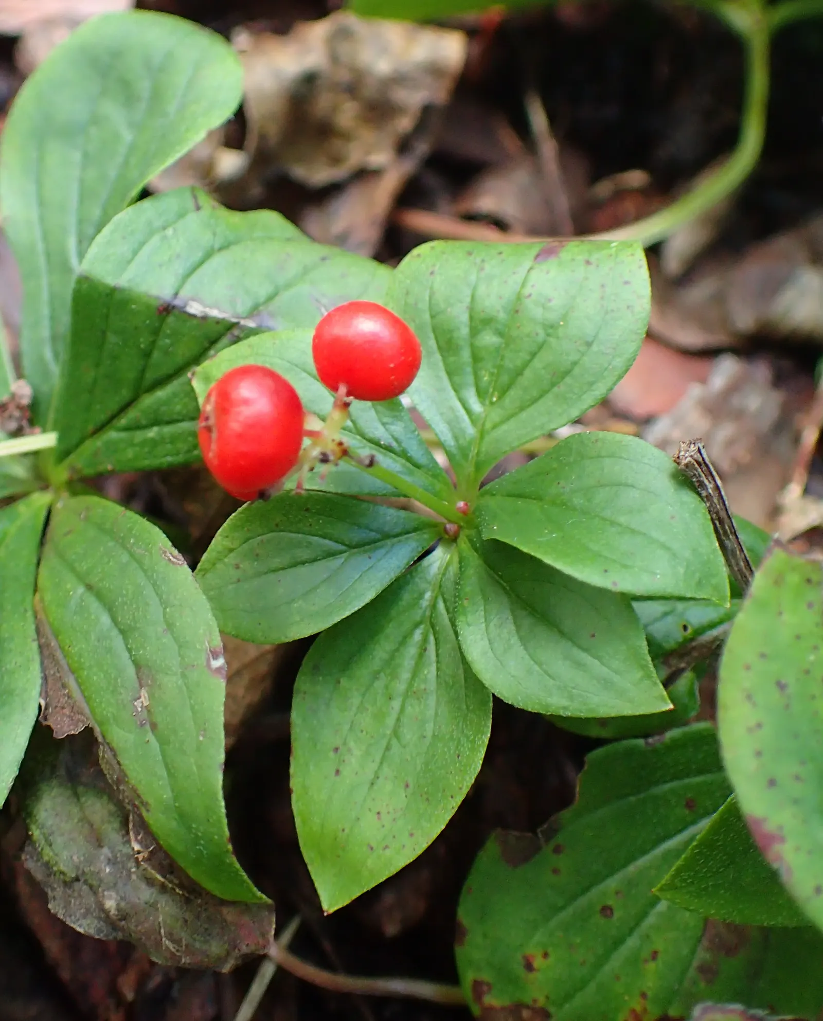 Bunchberry (Cornus Canadensis) — offering a year-round visual appeal with minimal maintenance; providing a feast for various bird, image 157