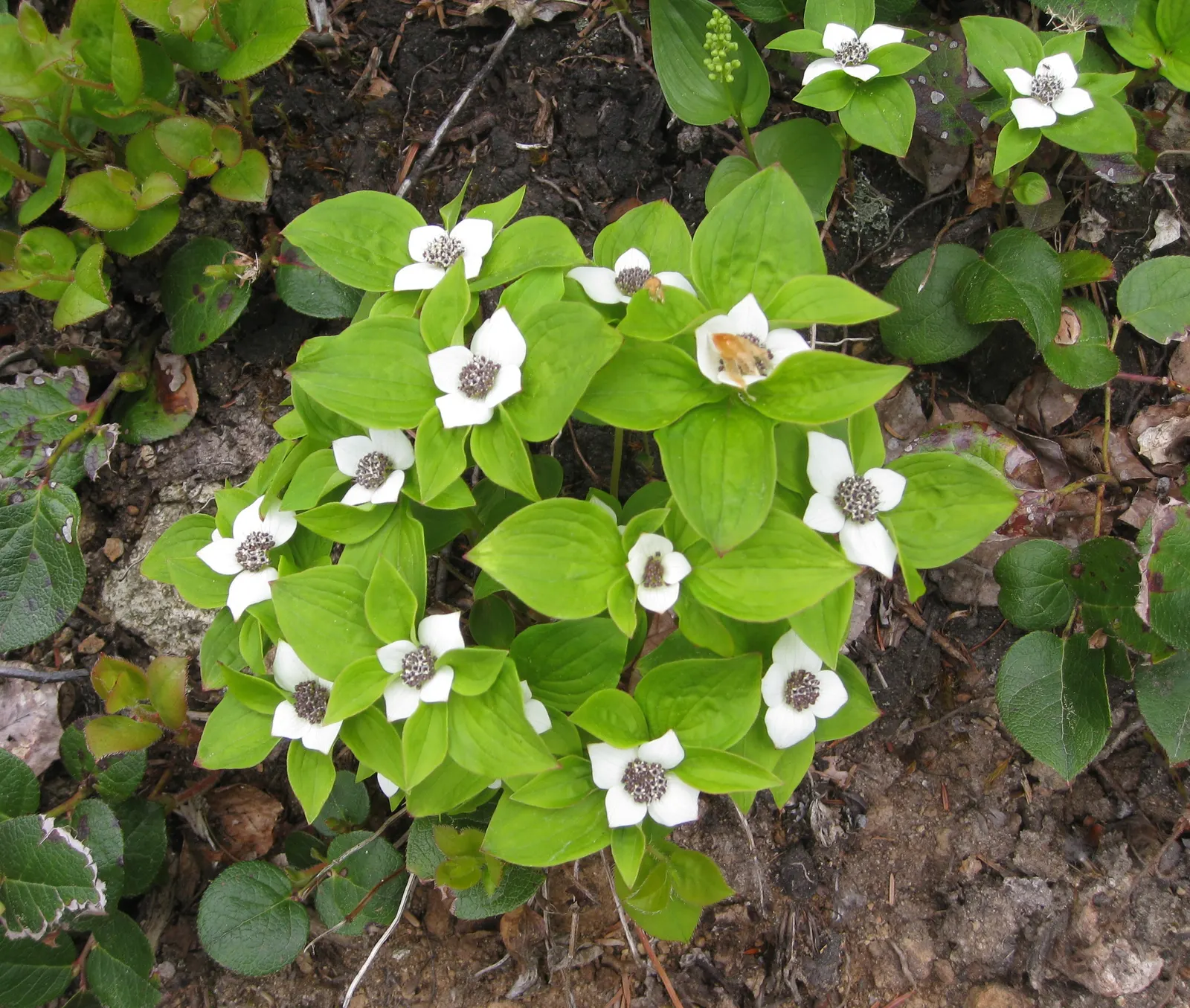 Bunchberry (Cornus Canadensis) — Tolerant of cold climates, it grows optimally in USDA hardiness zones 2 to 6; cornus canadensis, or Bunchberry, is, image 132