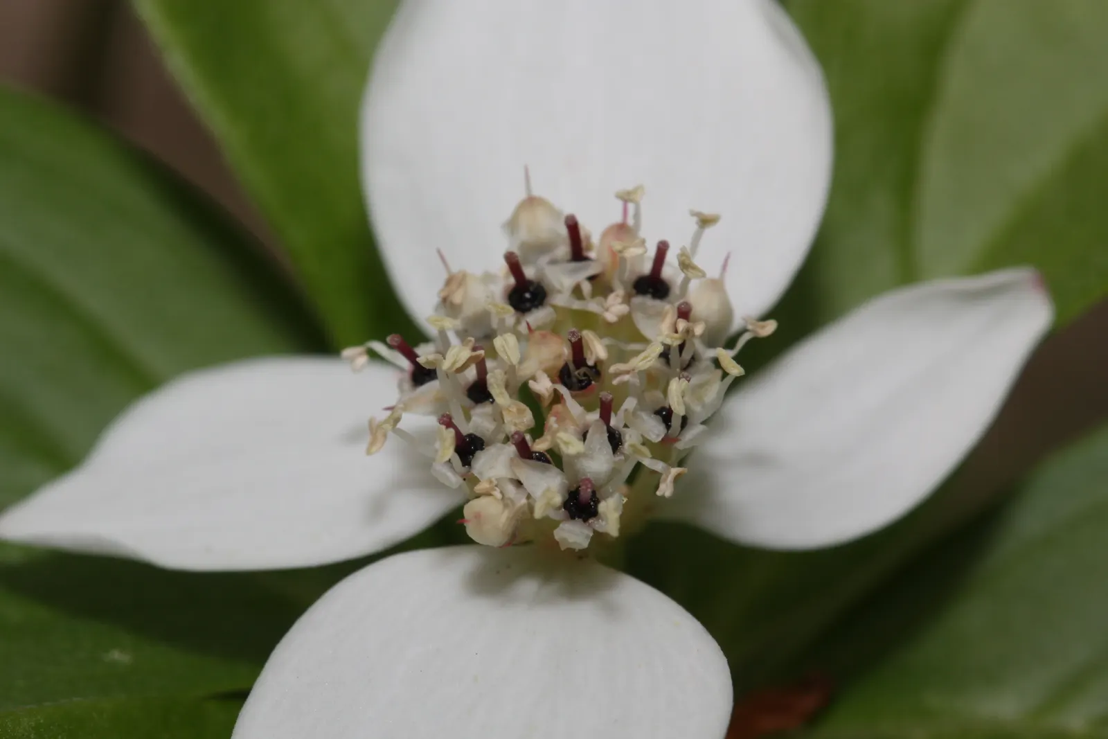 Bunchberry (Cornus Canadensis) — providing a feast for various bird species.<br><br>Bunchberry requires moist