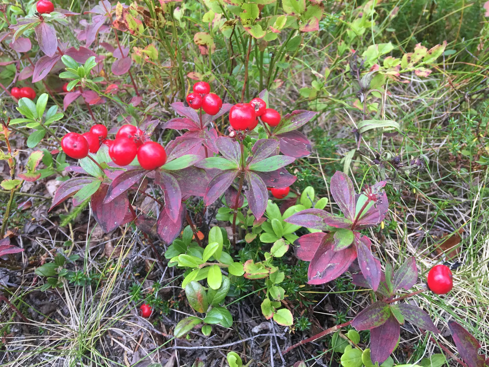 Bunchberry (Cornus Canadensis) — This plant's creeping habit and variegated seasonal interest make it an ideal choice for edgings; this diminutive, image 179