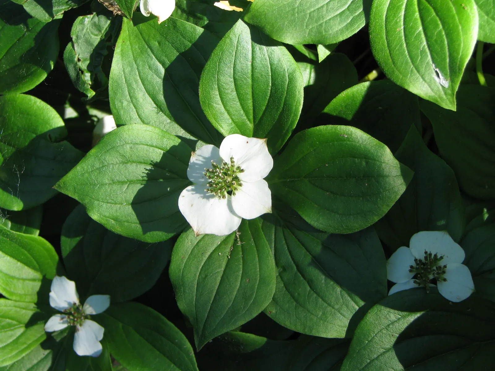 Bunchberry (Cornus Canadensis) — The Bunchberry, or Cornus canadensis, is an enchanting ground cover plant that belongs to the Cornaceae family